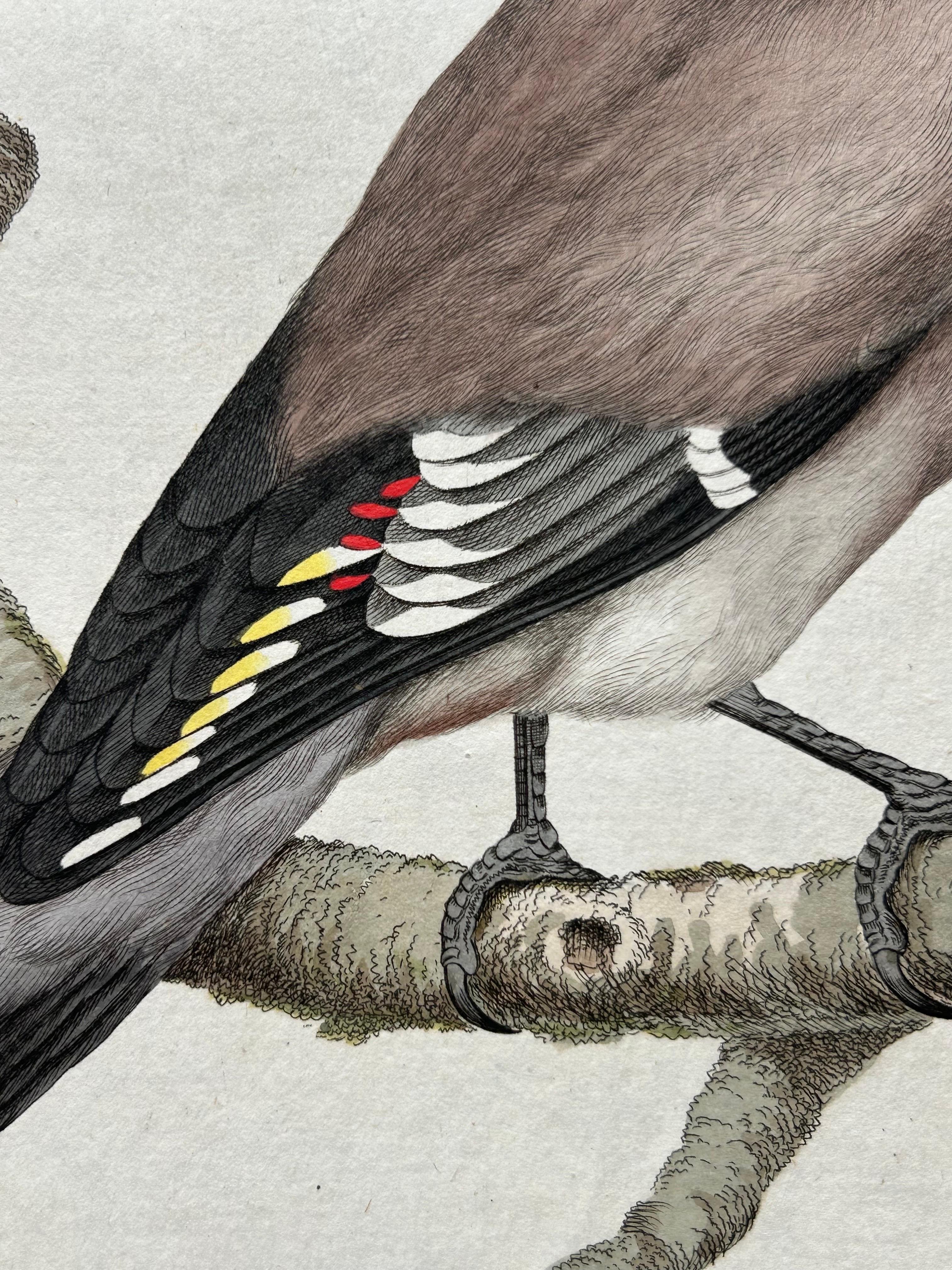 Bohemian Waxwing – Ampelis Garrulus from Nederlandsche Vogelen, 1797 For Sale 2
