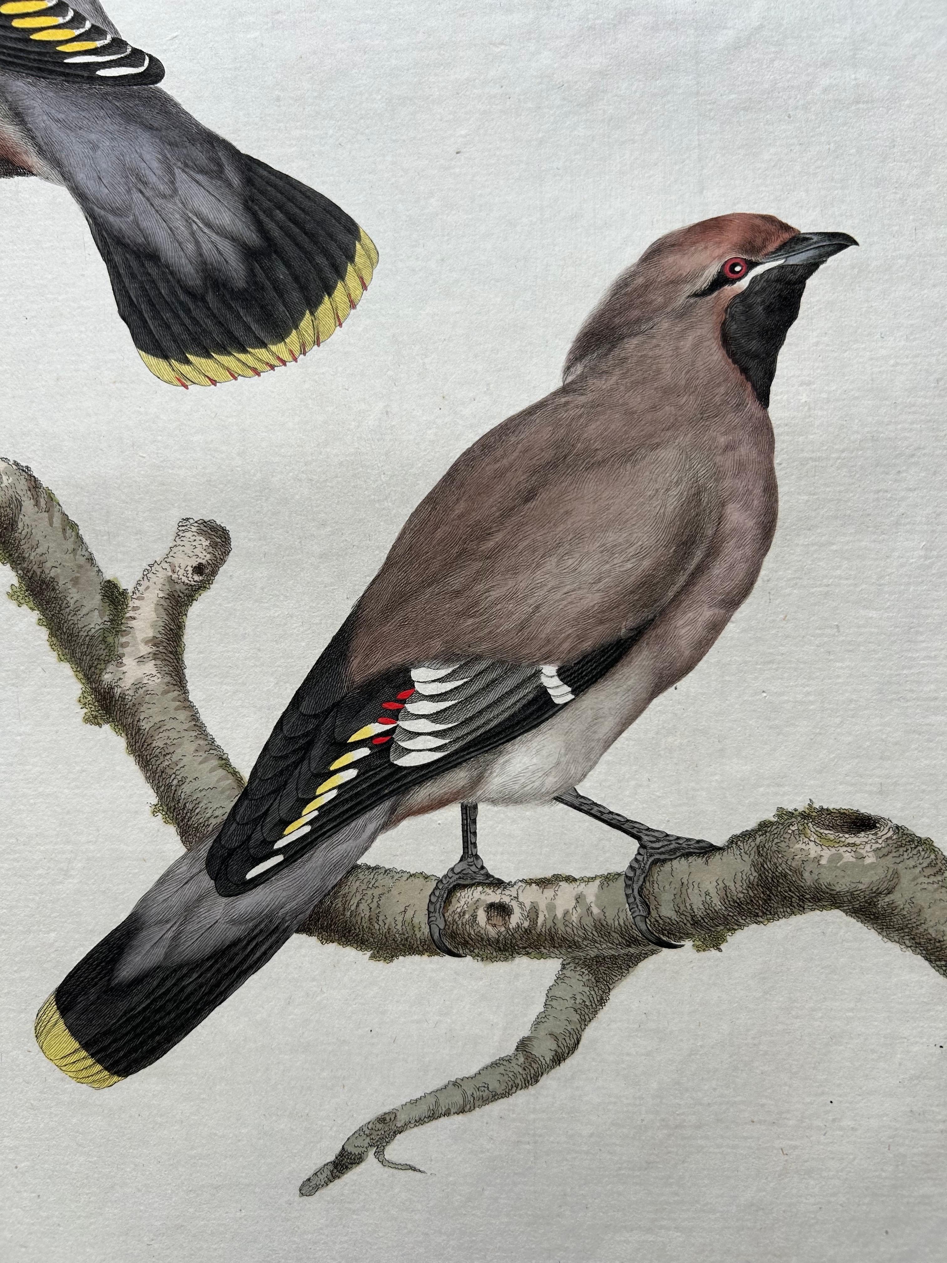 Dutch Bohemian Waxwing – Ampelis Garrulus from Nederlandsche Vogelen, 1797 For Sale