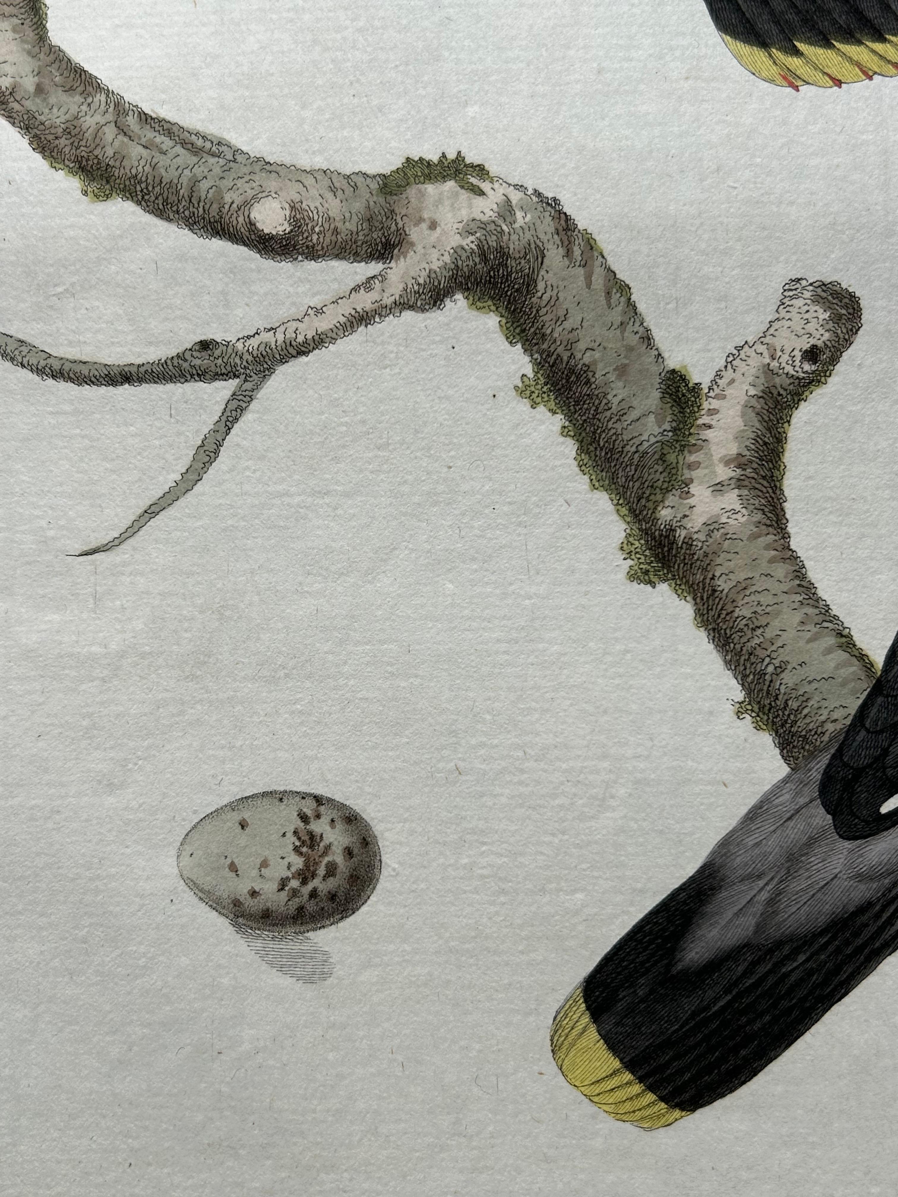 Engraved Bohemian Waxwing – Ampelis Garrulus from Nederlandsche Vogelen, 1797 For Sale