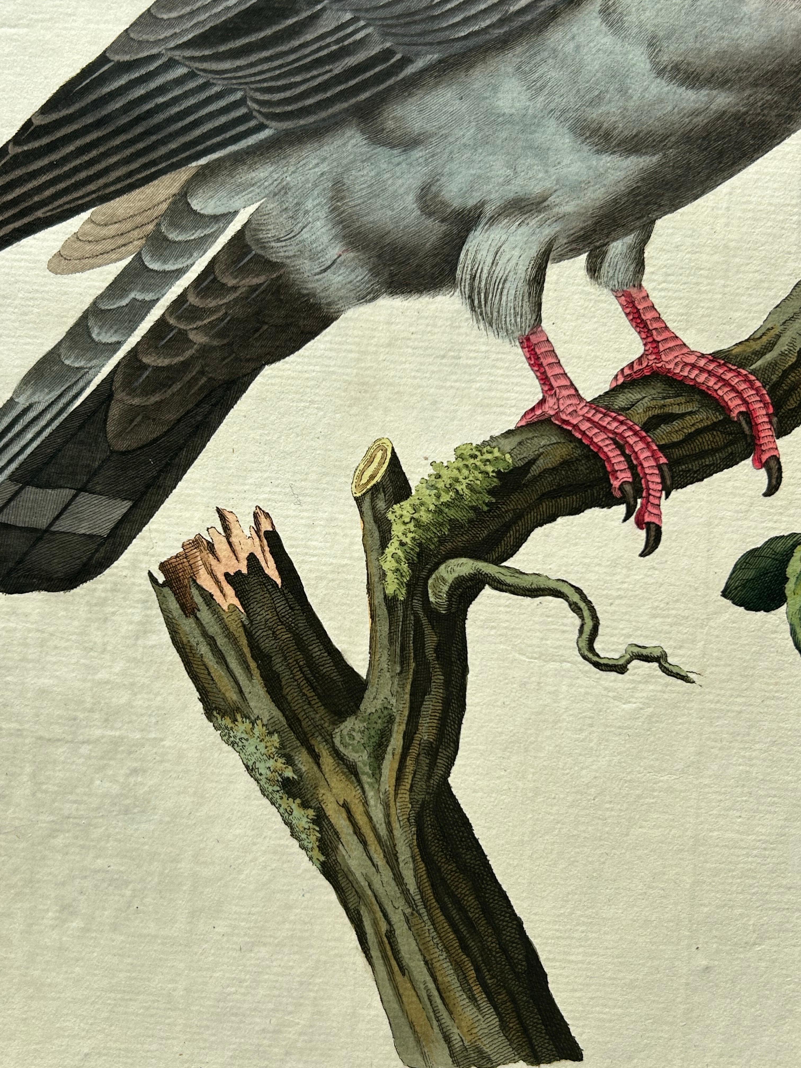Néerlandais Impression oiseau ancienne d'une colombe de stock par Sepp & Nozeman, 1829 en vente