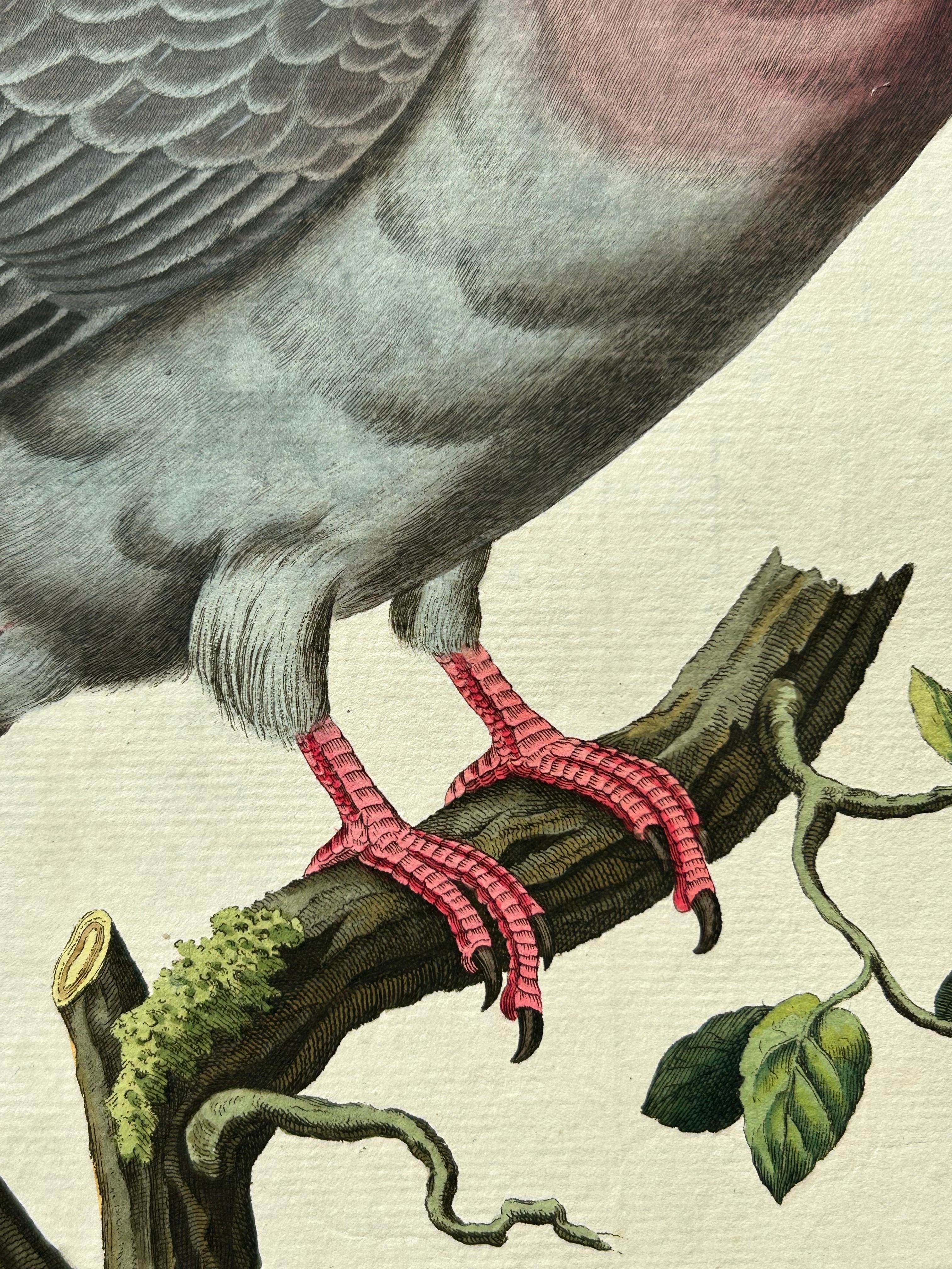 Gravé Impression oiseau ancienne d'une colombe de stock par Sepp & Nozeman, 1829 en vente