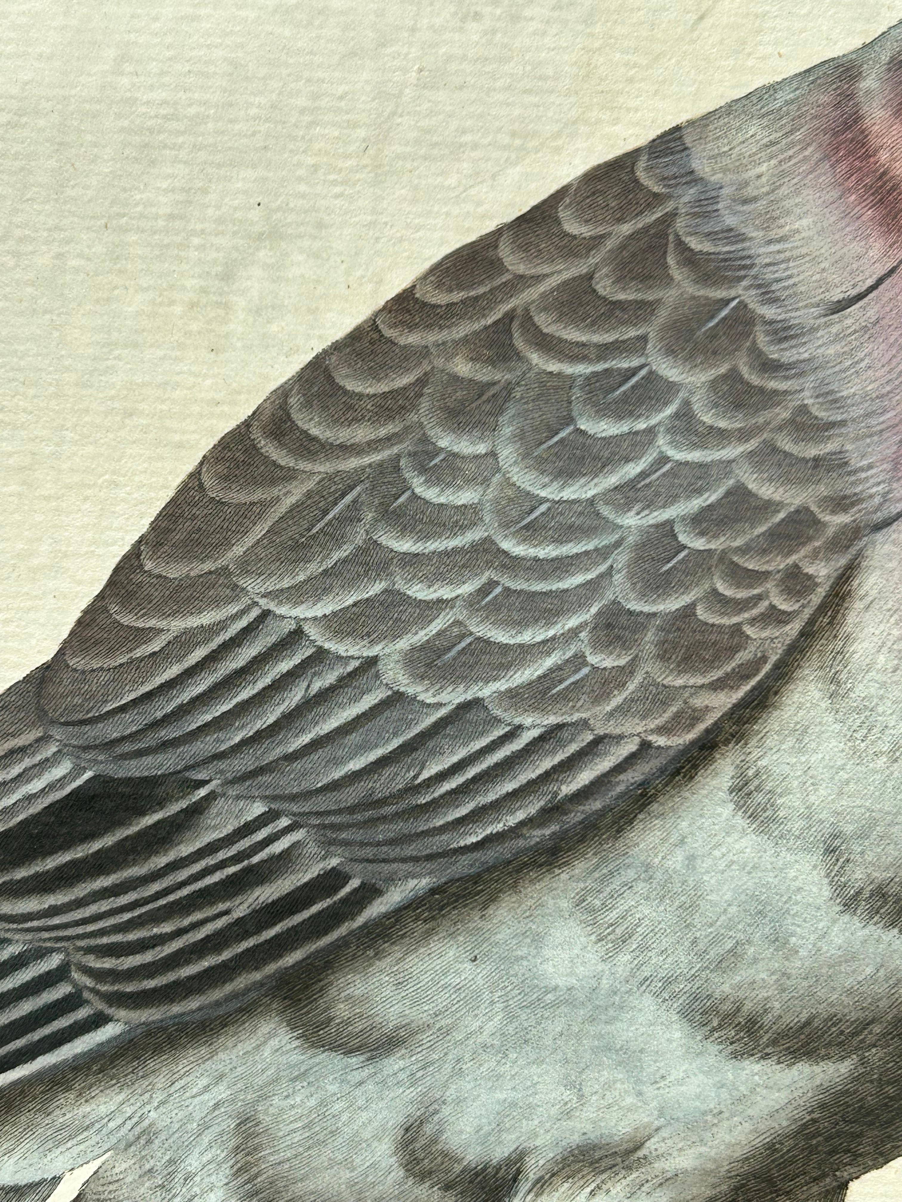 Impression oiseau ancienne d'une colombe de stock par Sepp & Nozeman, 1829 Bon état - En vente à Langweer, NL