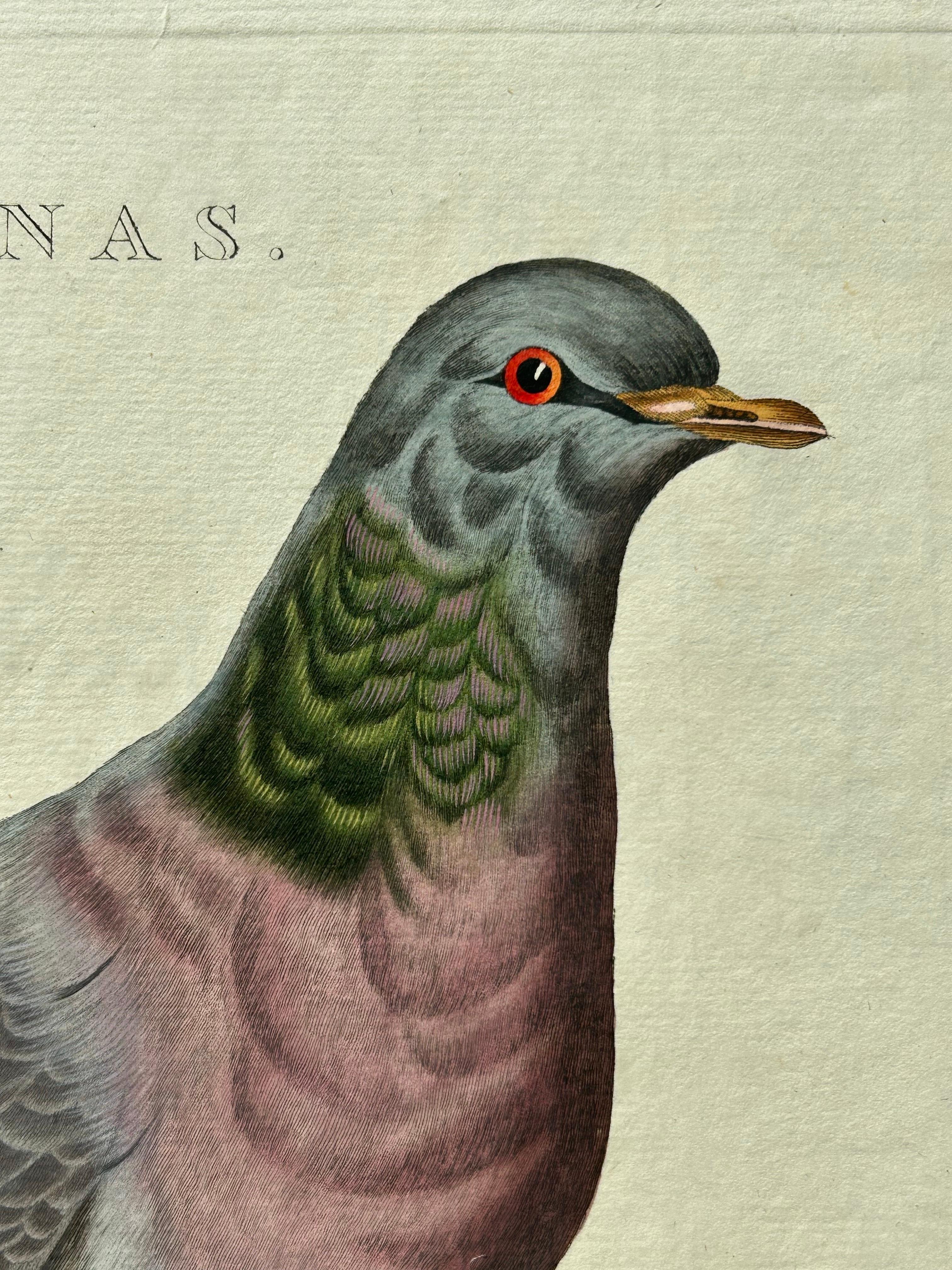 XIXe siècle Impression oiseau ancienne d'une colombe de stock par Sepp & Nozeman, 1829 en vente