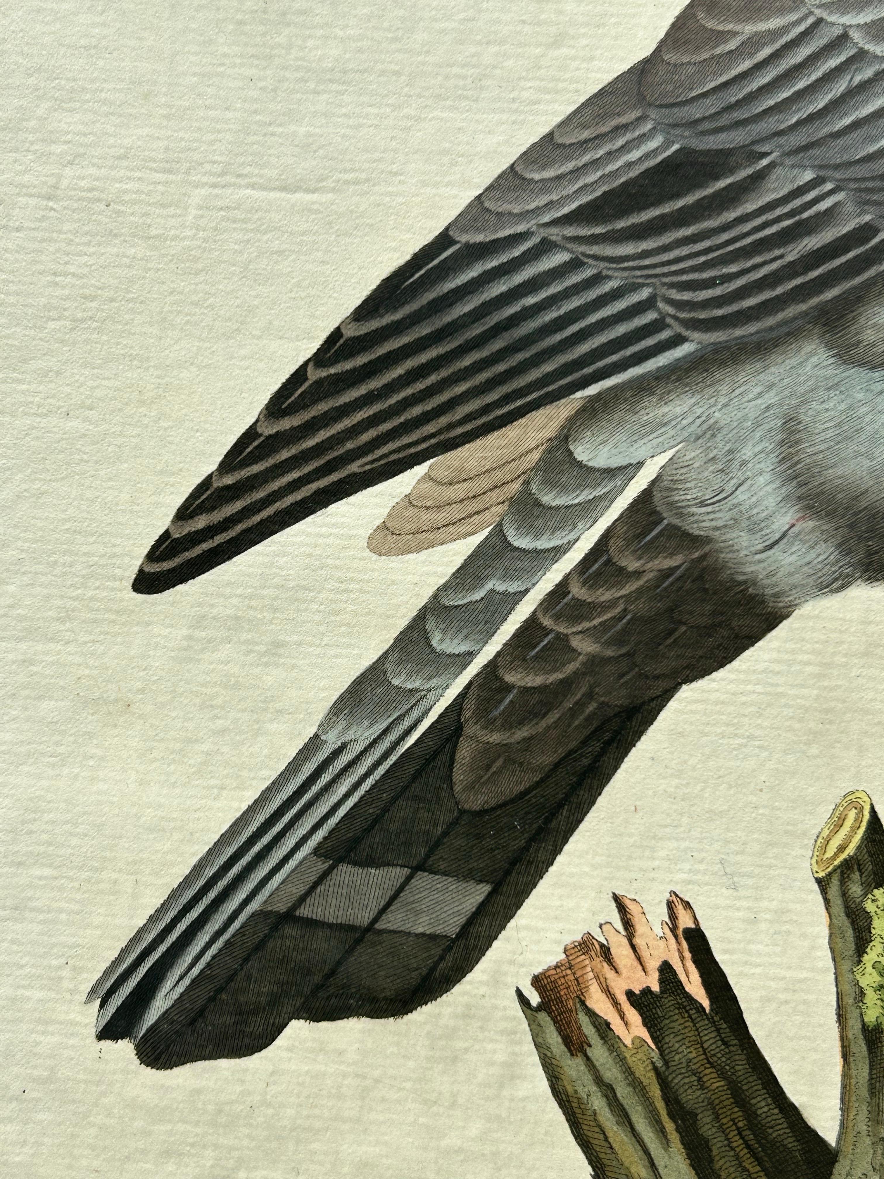 Papier Impression oiseau ancienne d'une colombe de stock par Sepp & Nozeman, 1829 en vente