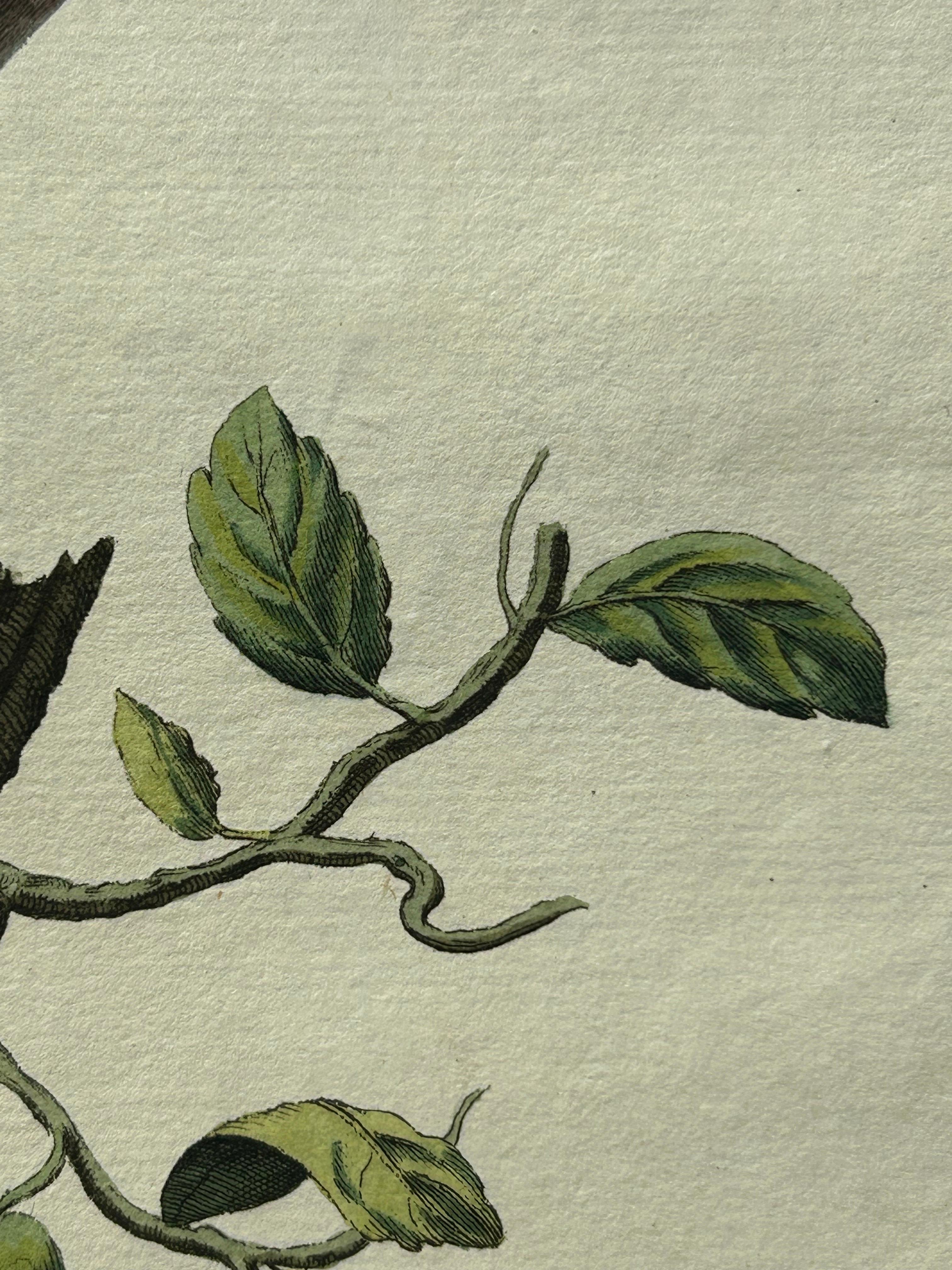 Impression oiseau ancienne d'une colombe de stock par Sepp & Nozeman, 1829 en vente 1