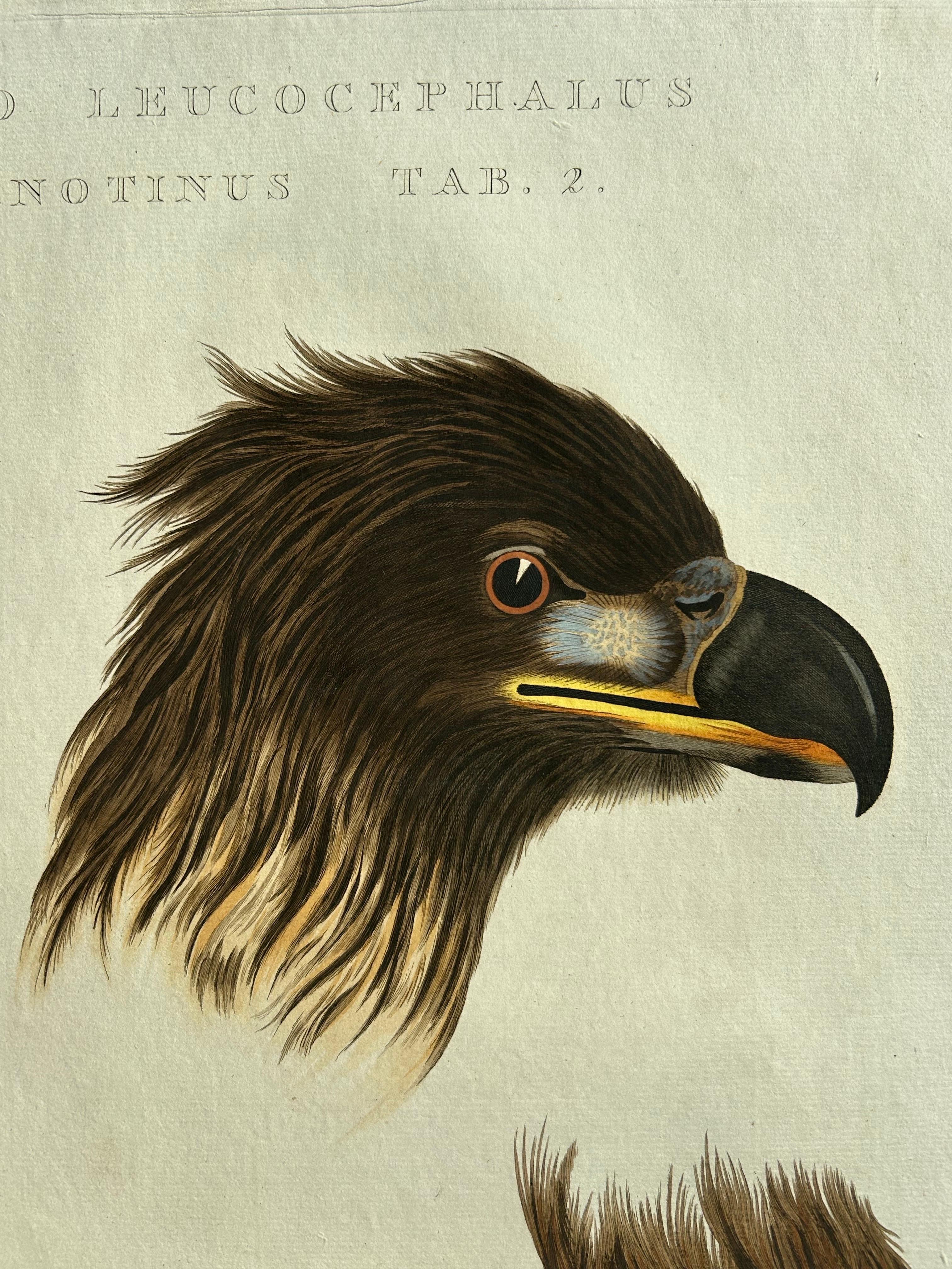 eagle birds tab