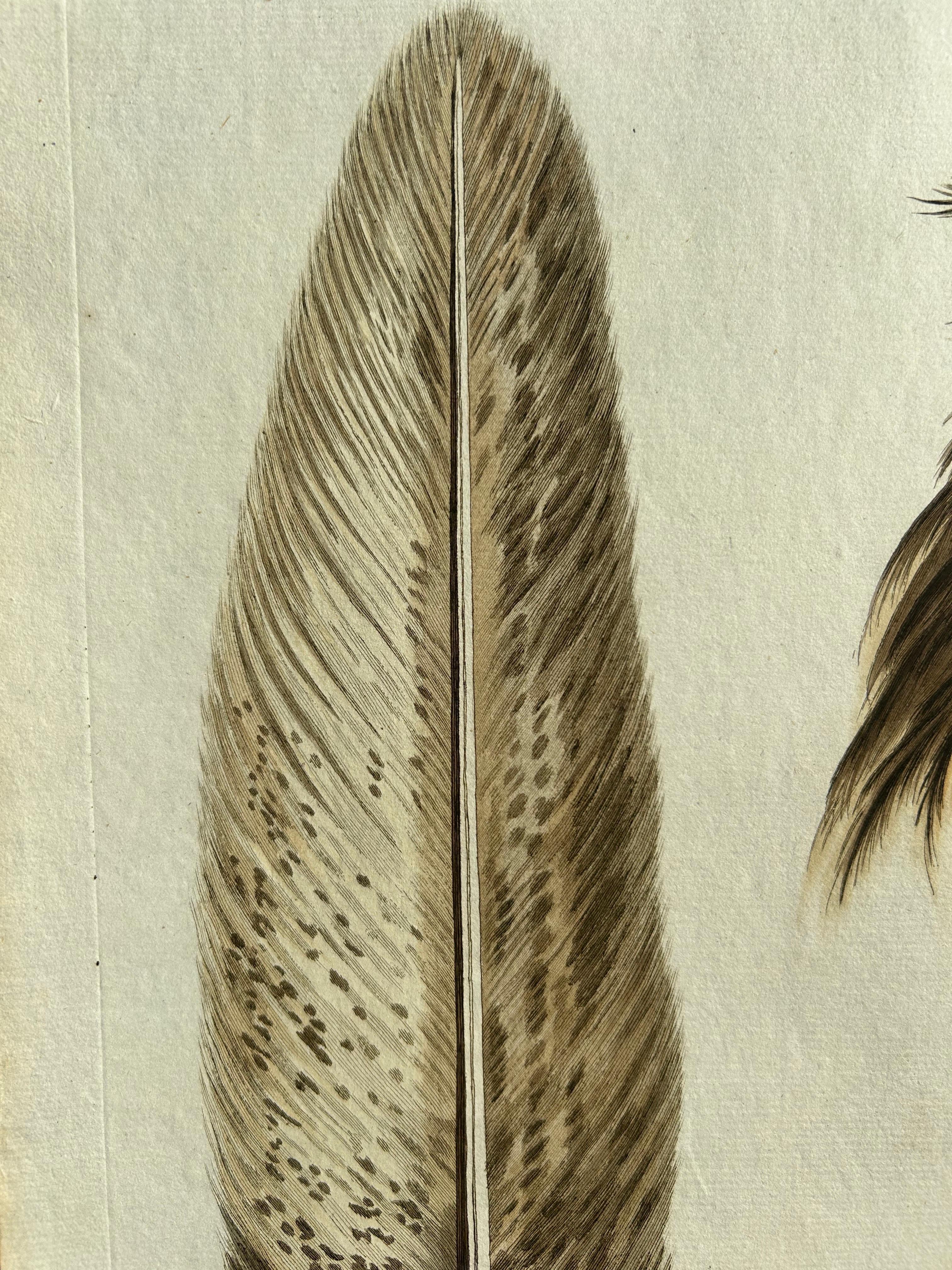 Engraved White-Tailed Eagle – Falco leucocephalus hornotinus, Netherlands, 1829 For Sale
