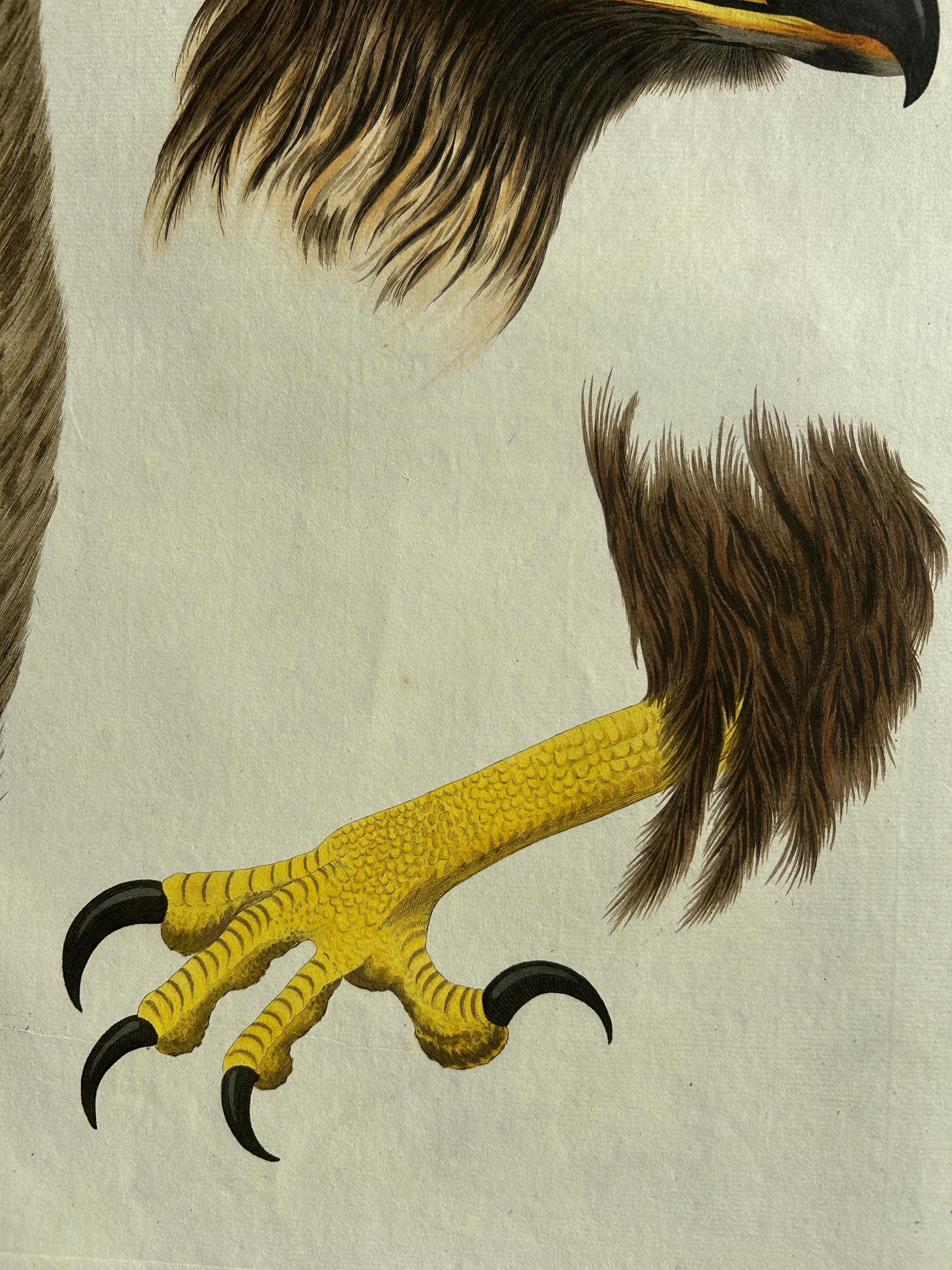 White-Tailed Eagle – Falco leucocephalus hornotinus, Netherlands, 1829 In Good Condition For Sale In Langweer, NL