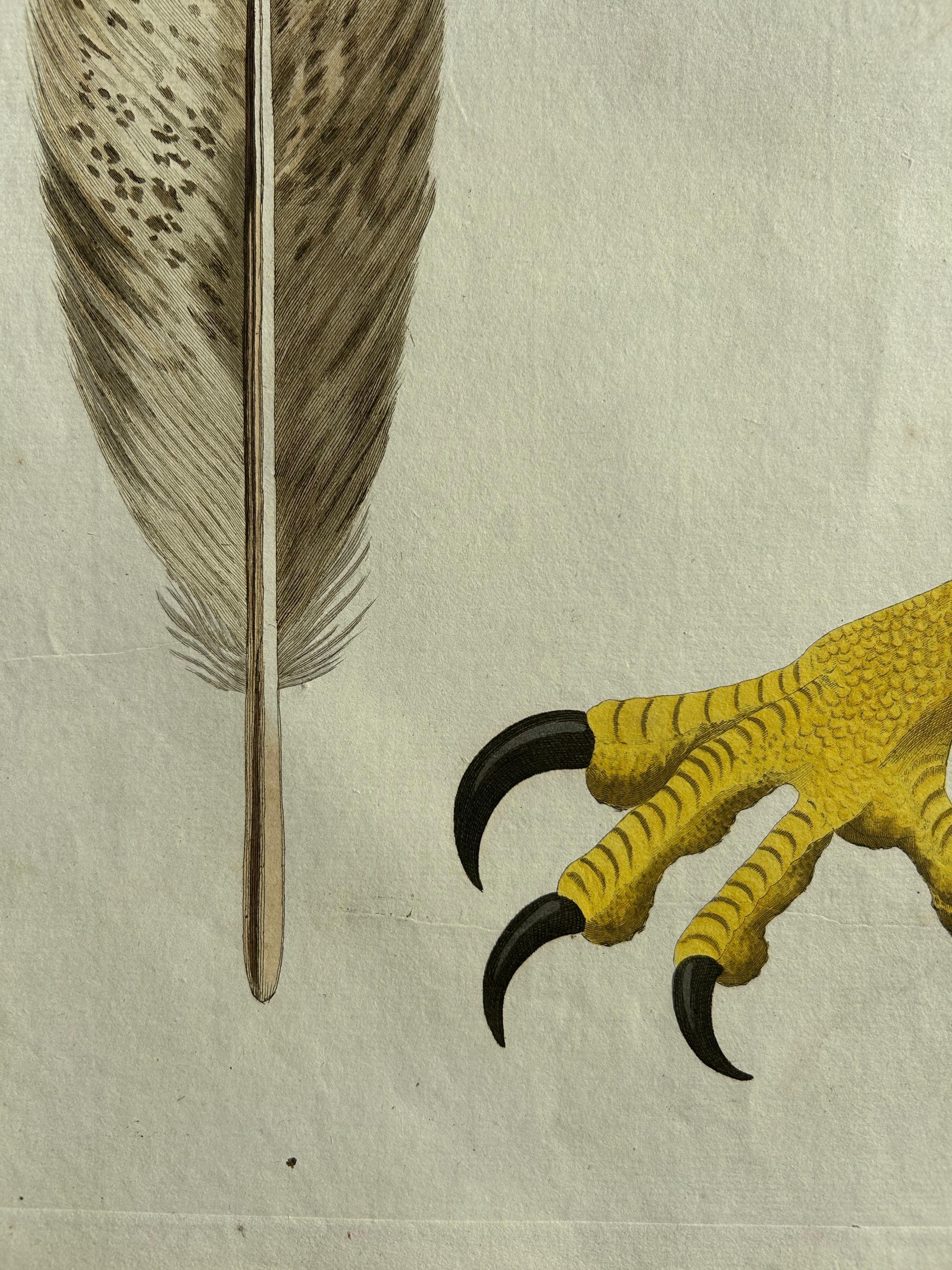 19th Century White-Tailed Eagle – Falco leucocephalus hornotinus, Netherlands, 1829 For Sale