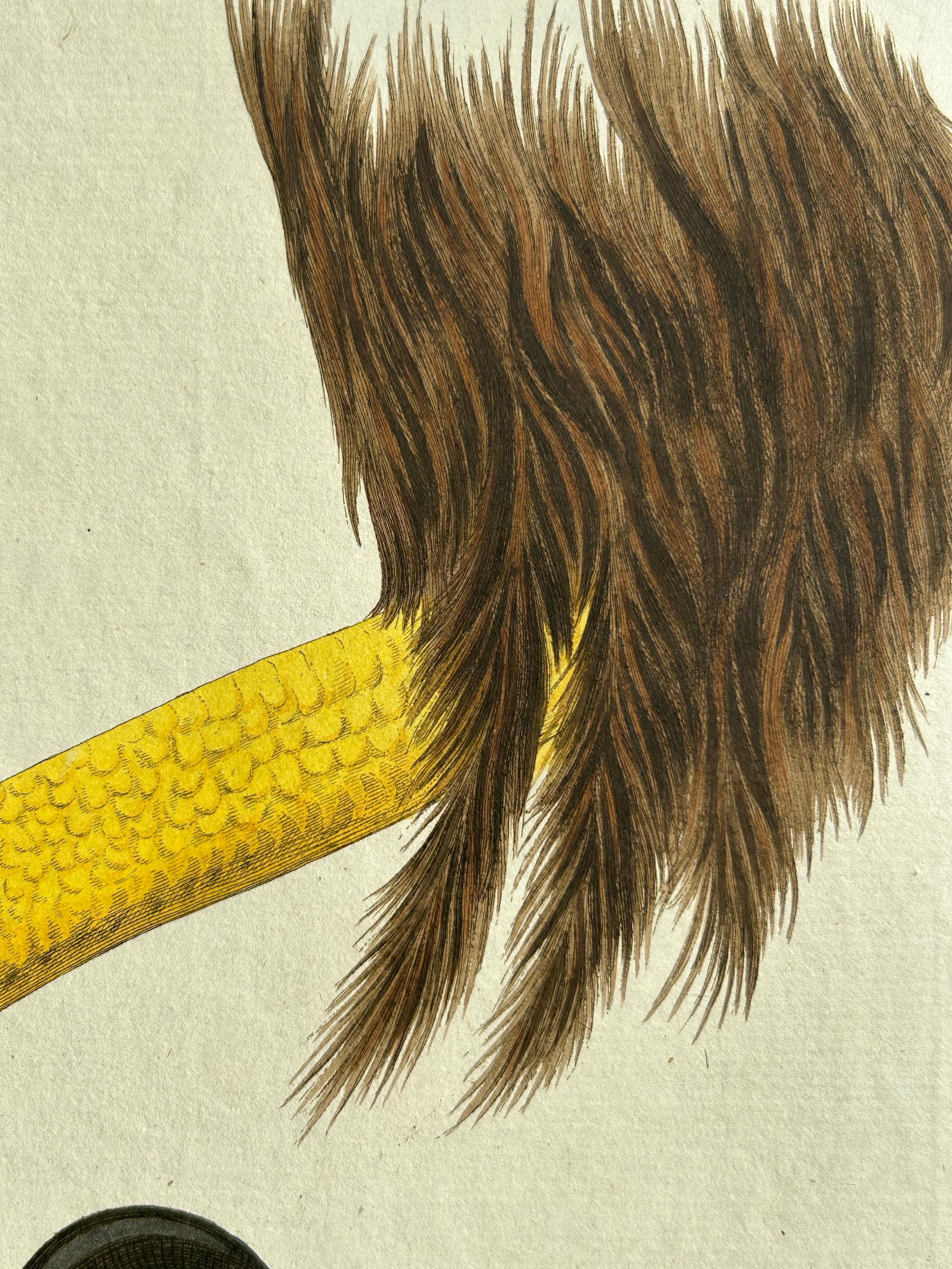 Paper White-Tailed Eagle – Falco leucocephalus hornotinus, Netherlands, 1829 For Sale