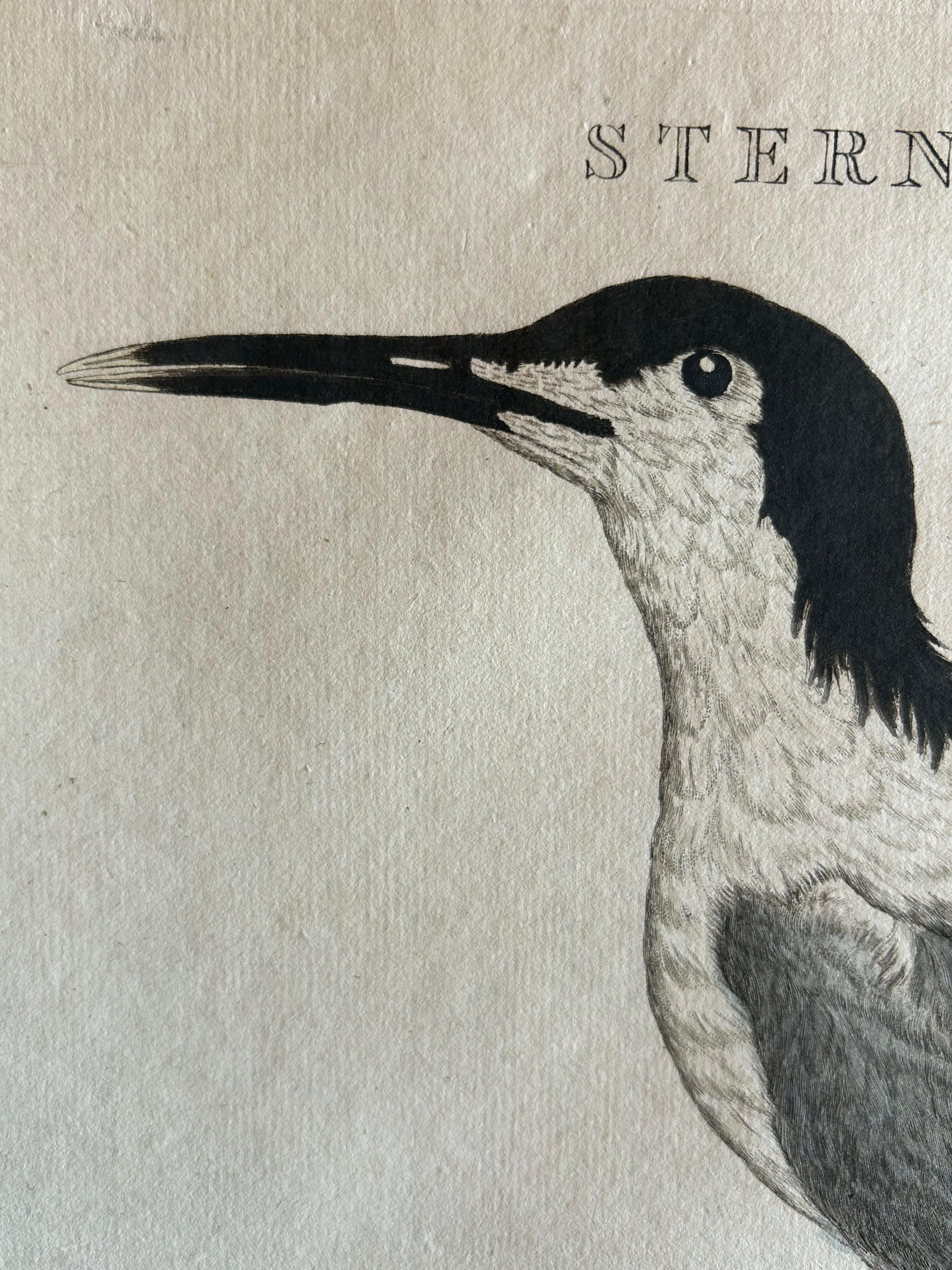 Dutch Sandwich Tern – Sterna Cantiaca – Antique Hand-Coloured Bird Print, c.1829 For Sale