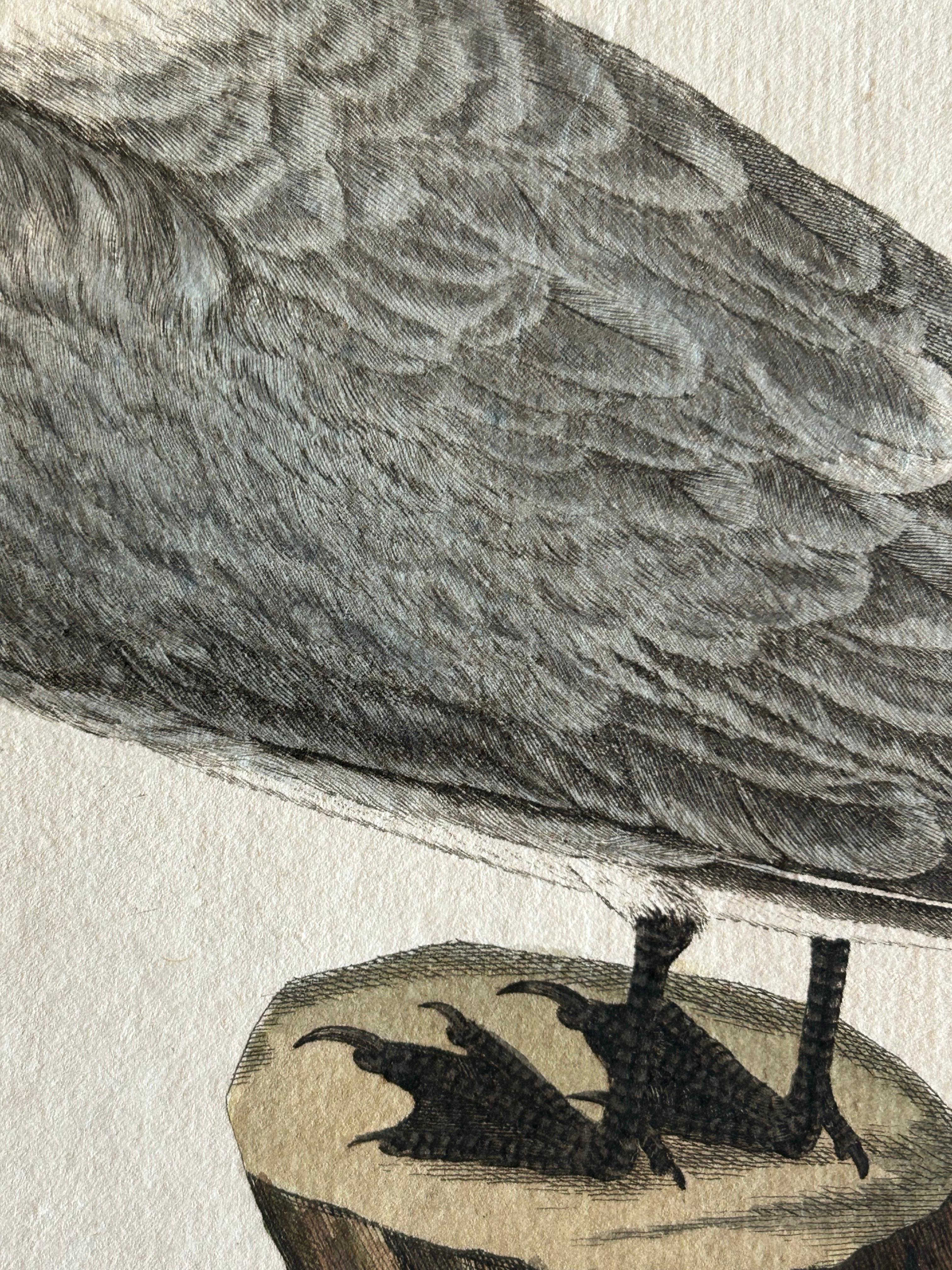 Sandwich Tern – Sterna Cantiaca – Antique Hand-Coloured Bird Print, c.1829 In Good Condition For Sale In Langweer, NL