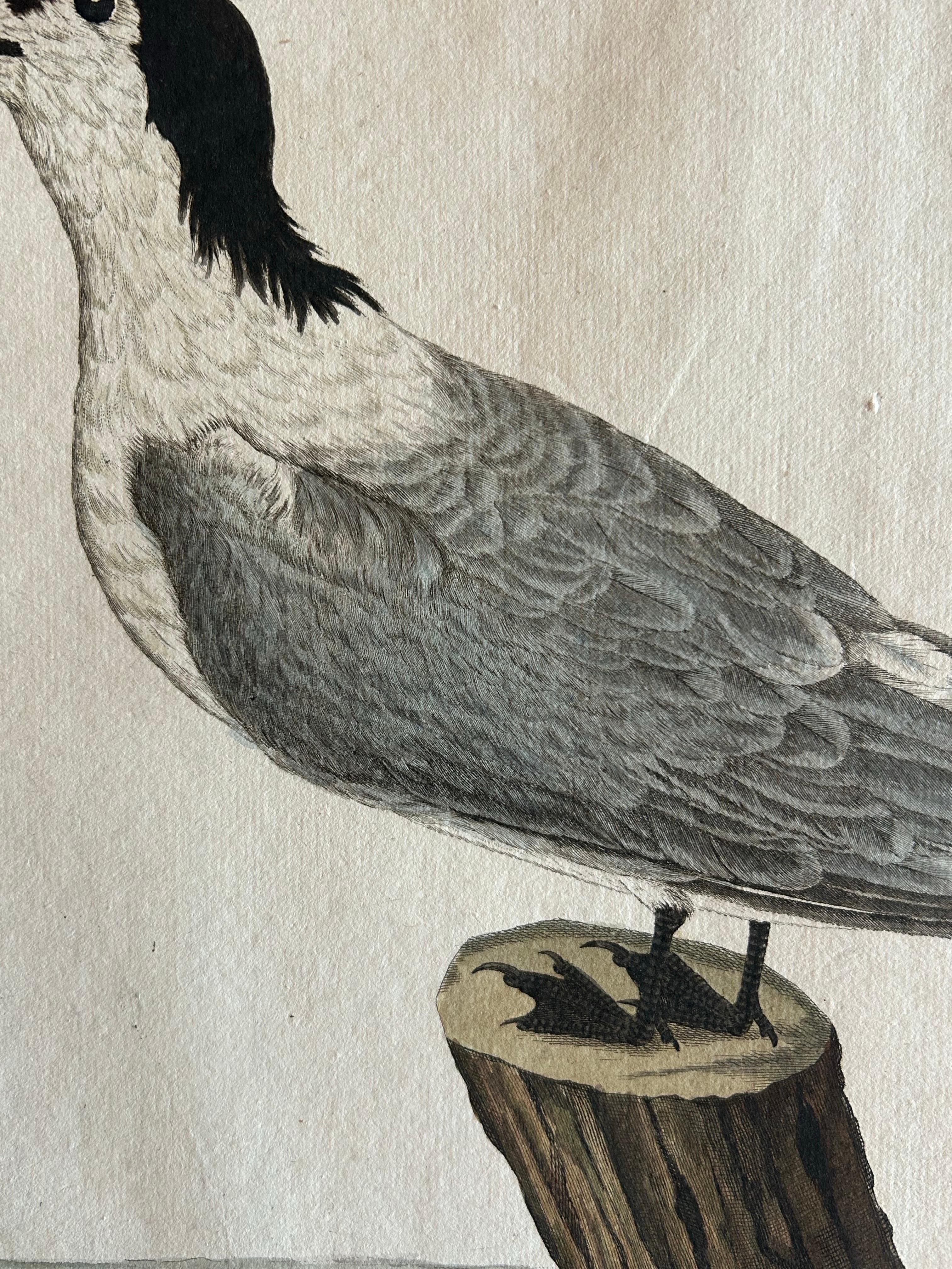 19th Century Sandwich Tern – Sterna Cantiaca – Antique Hand-Coloured Bird Print, c.1829 For Sale