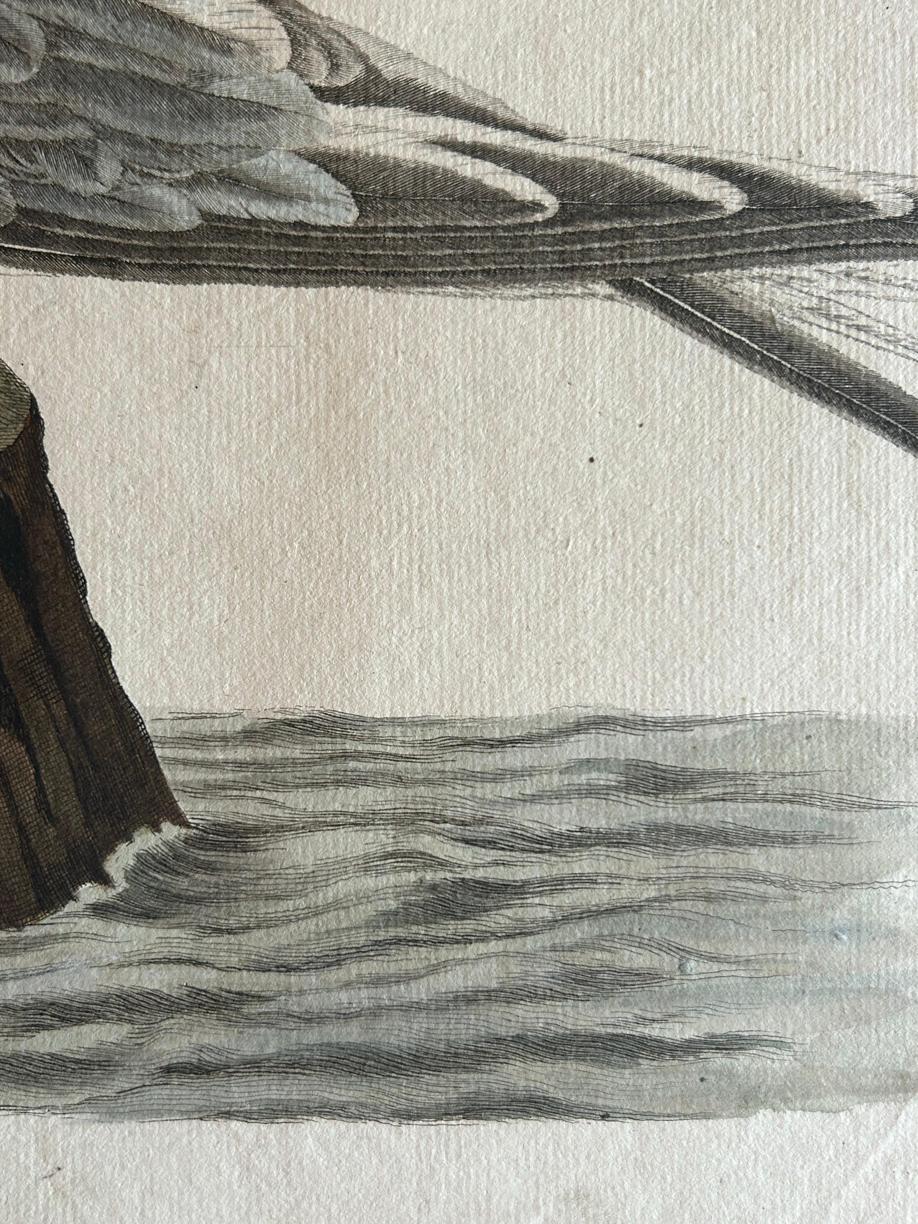 Paper Sandwich Tern – Sterna Cantiaca – Antique Hand-Coloured Bird Print, c.1829 For Sale