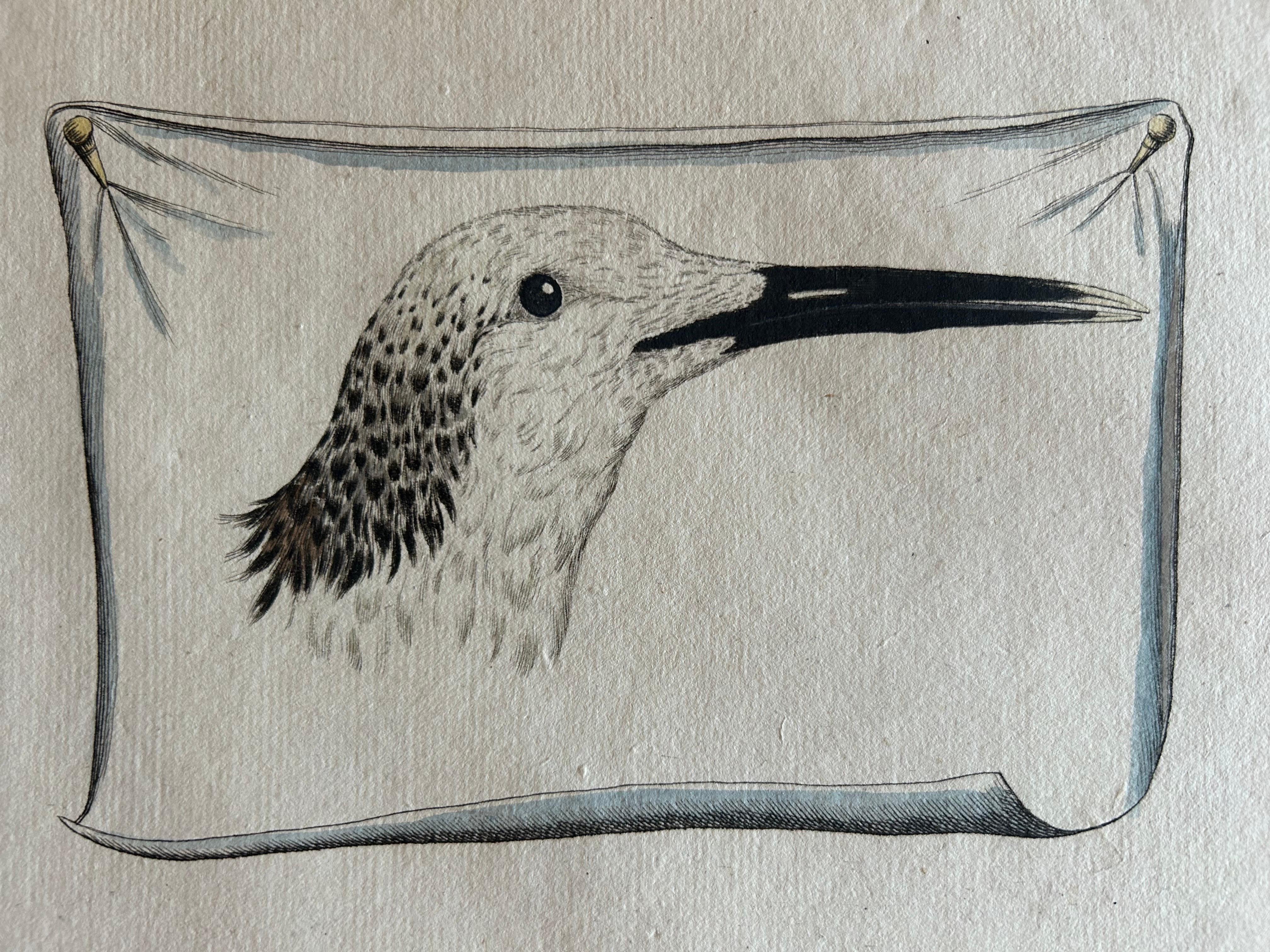 Sandwich Tern – Sterna Cantiaca – Antique Hand-Coloured Bird Print, c.1829 For Sale 3