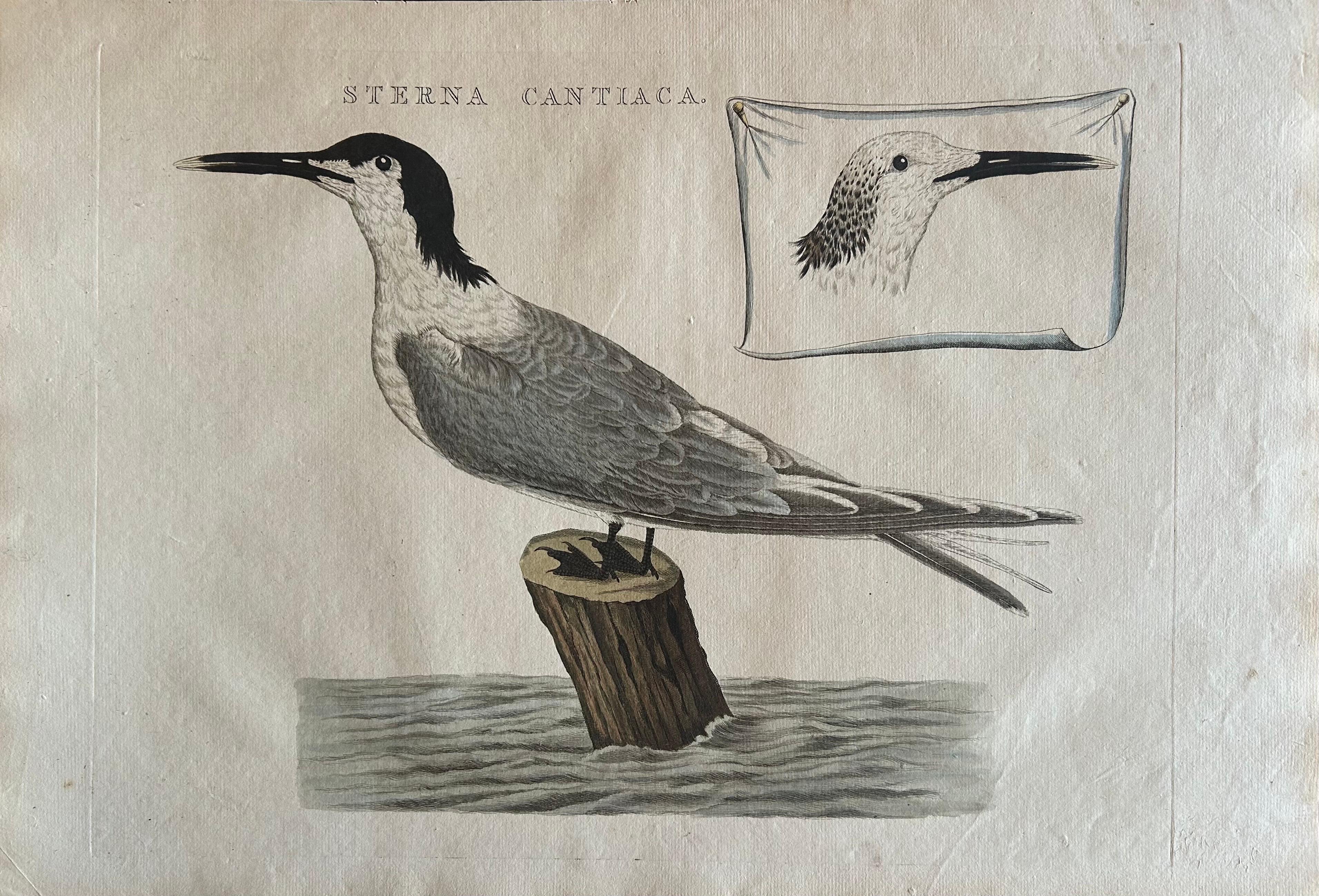 Sandwich Tern – Sterna Cantiaca – Antique Hand-Coloured Bird Print, c.1829 For Sale 1