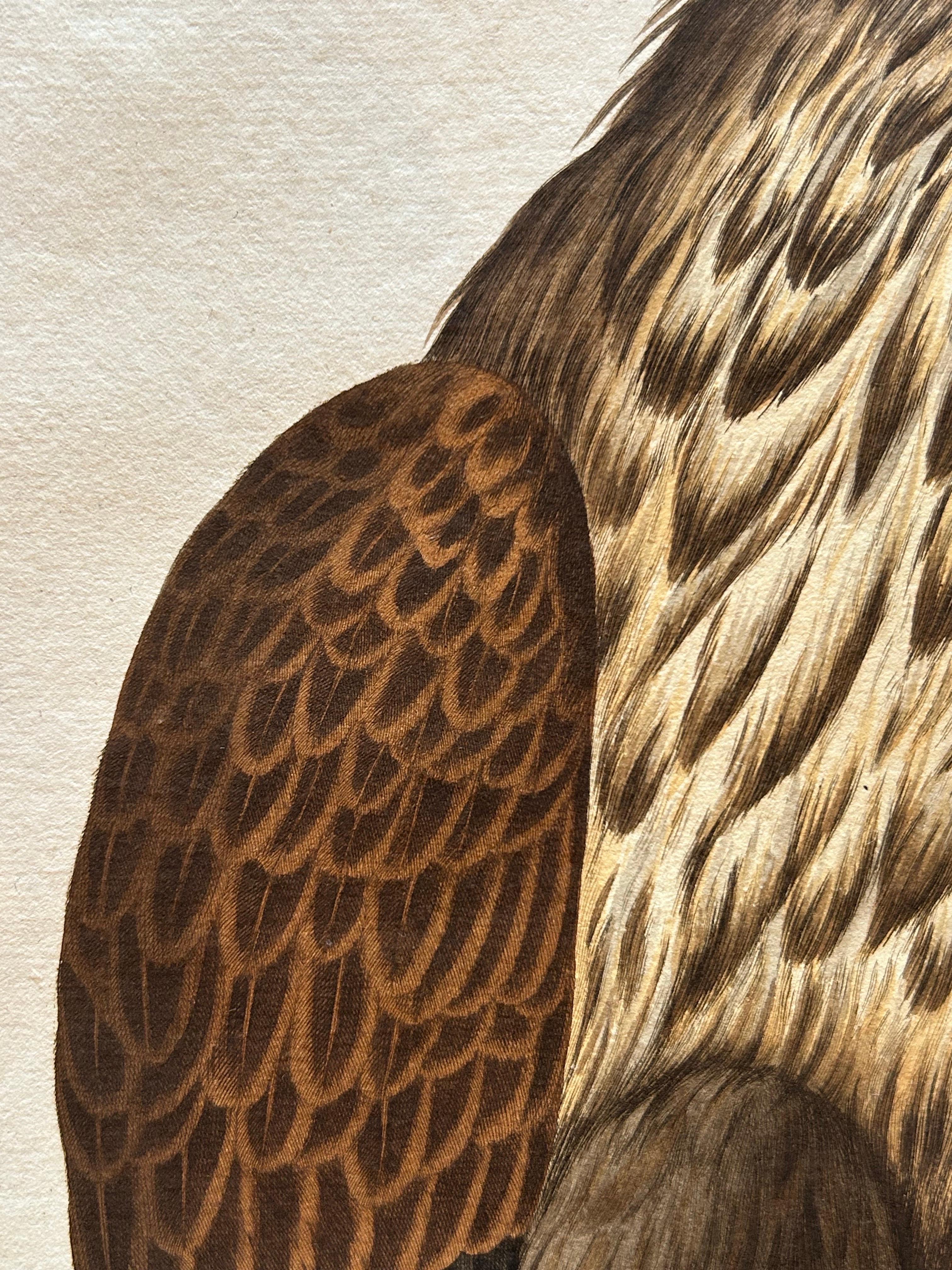 Dutch White-Tailed Eagle – Falco Leucocephalus Hornotinus – Antique Bird Print c.1829 For Sale