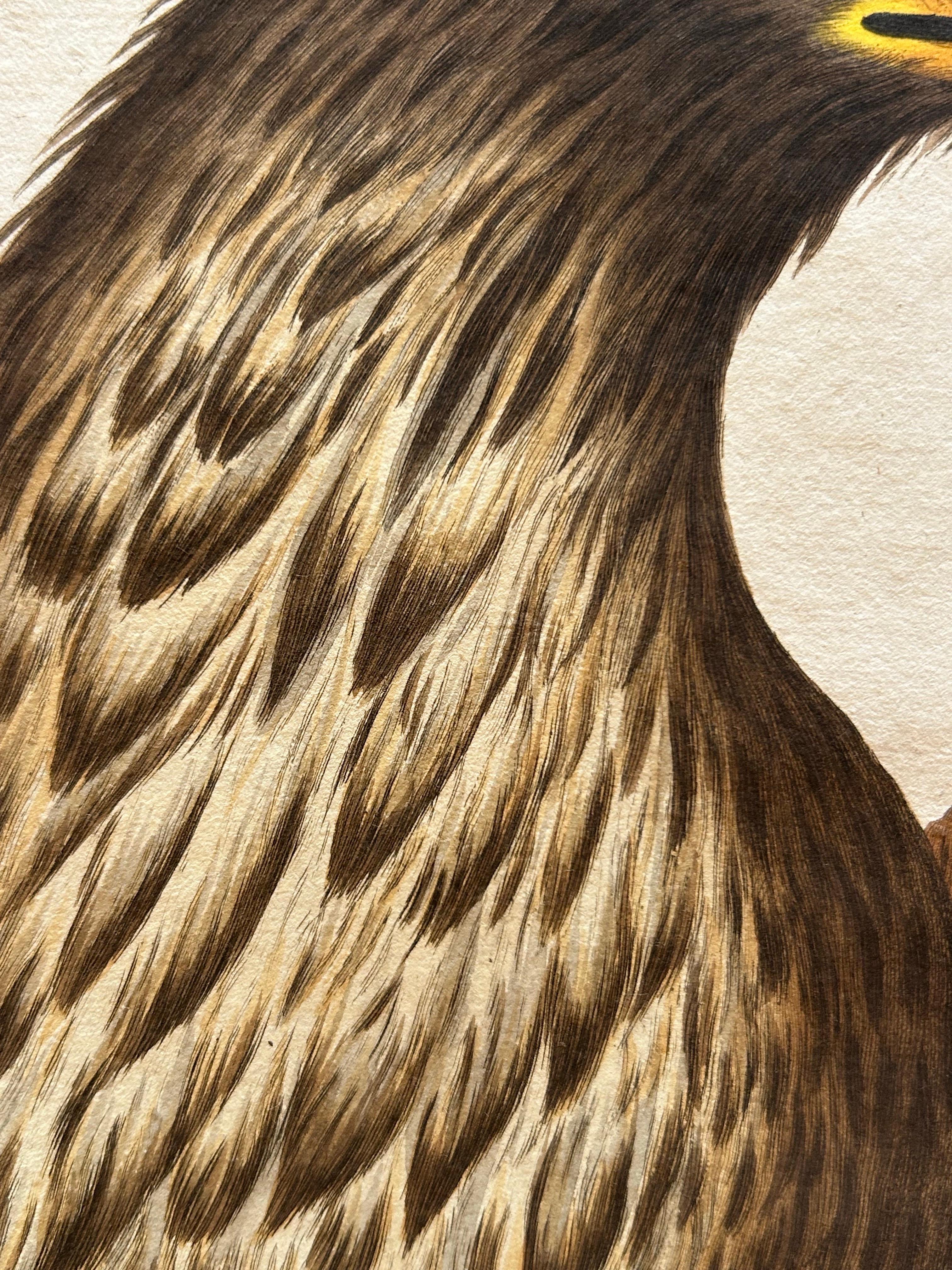 White-Tailed Eagle – Falco Leucocephalus Hornotinus – Antique Bird Print c.1829 In Good Condition For Sale In Langweer, NL