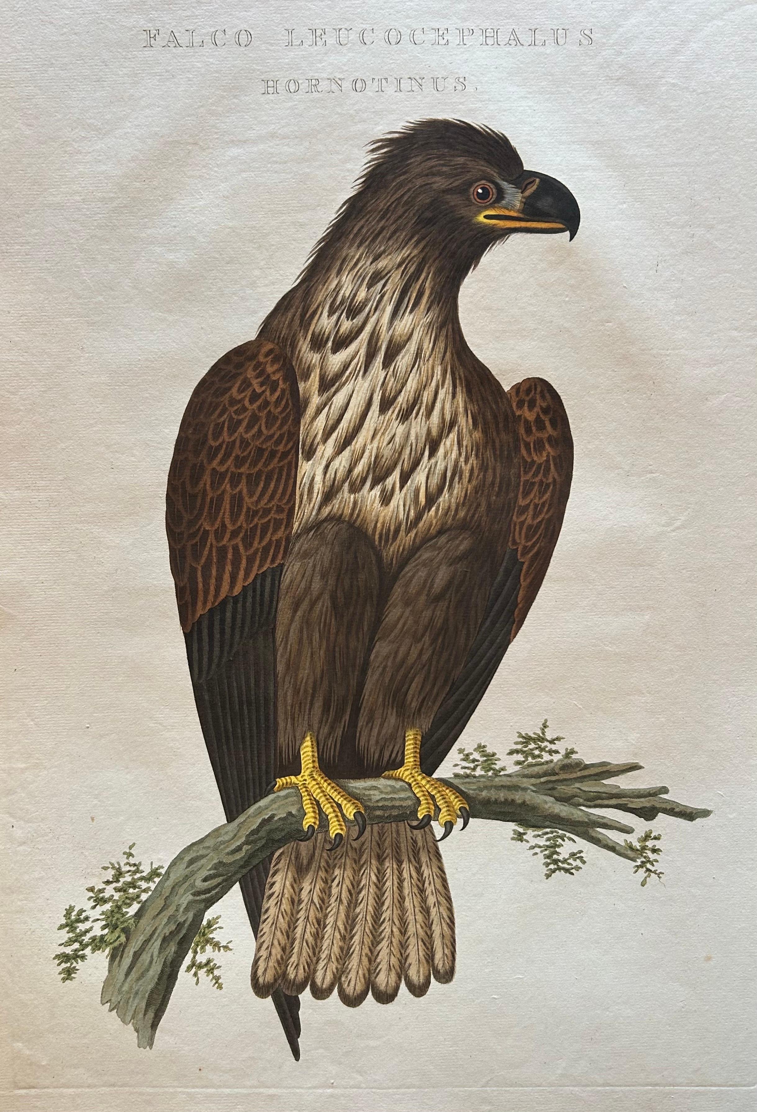 White-Tailed Eagle – Falco Leucocephalus Hornotinus – Antique Bird Print c.1829 For Sale 1