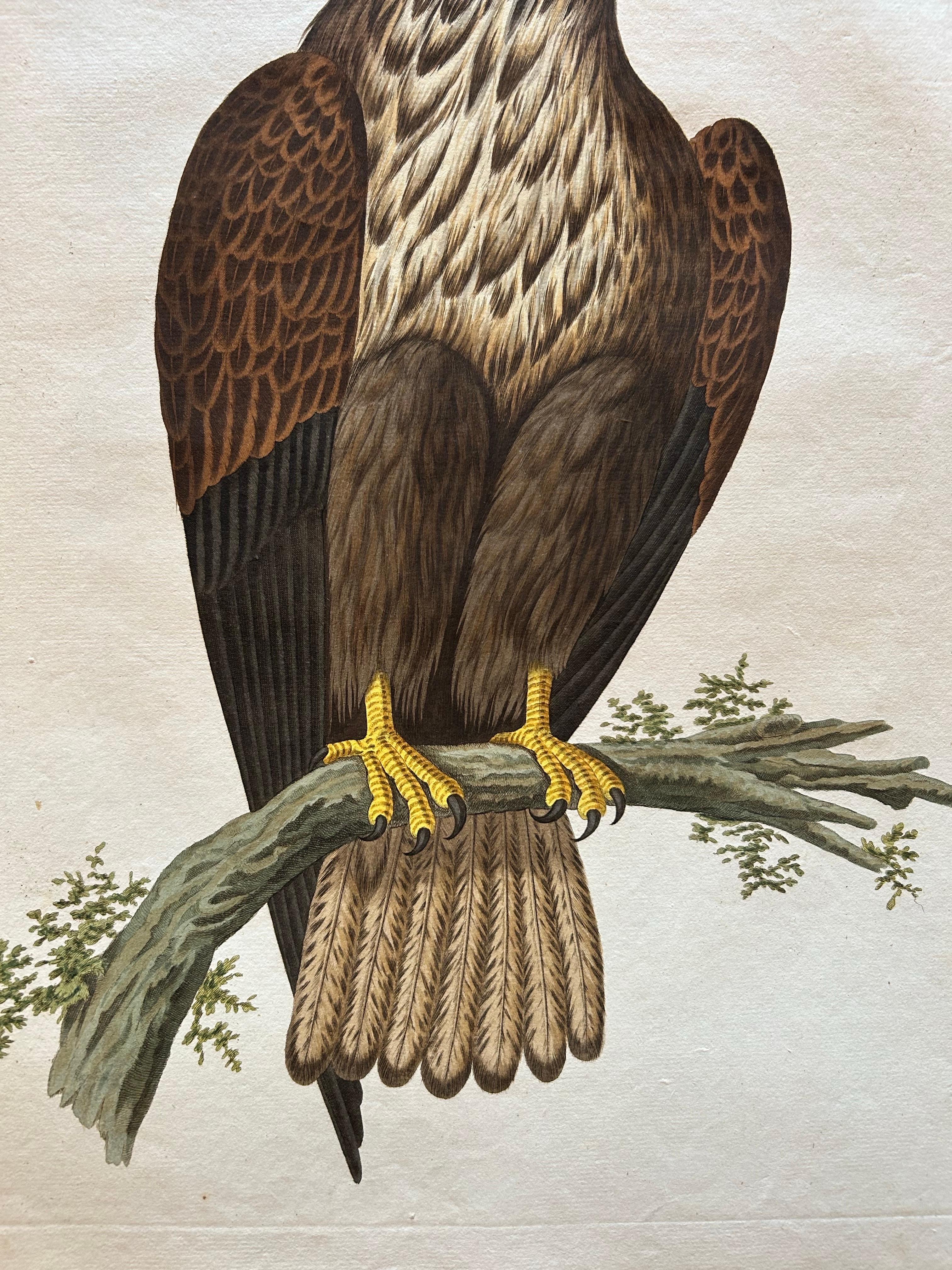 White-Tailed Eagle – Falco Leucocephalus Hornotinus – Antique Bird Print c.1829 For Sale 1