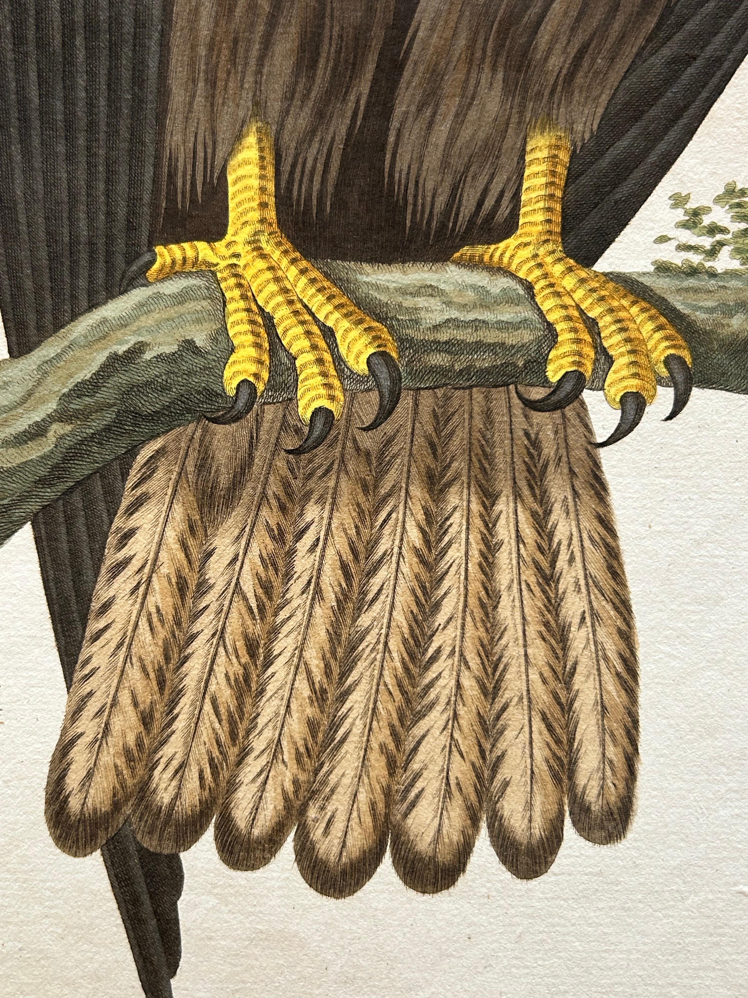 19th Century White-Tailed Eagle – Falco Leucocephalus Hornotinus – Antique Bird Print c.1829 For Sale