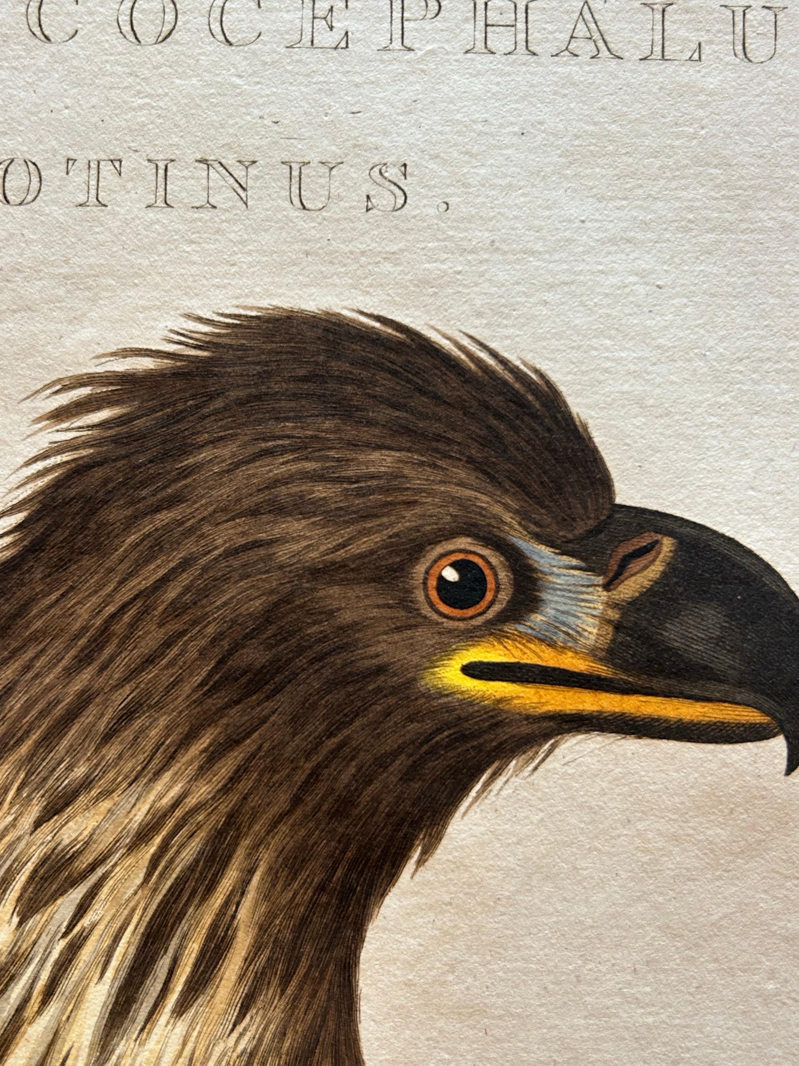 White-Tailed Eagle – Falco Leucocephalus Hornotinus – Antique Bird Print c.1829 In Good Condition For Sale In Langweer, NL