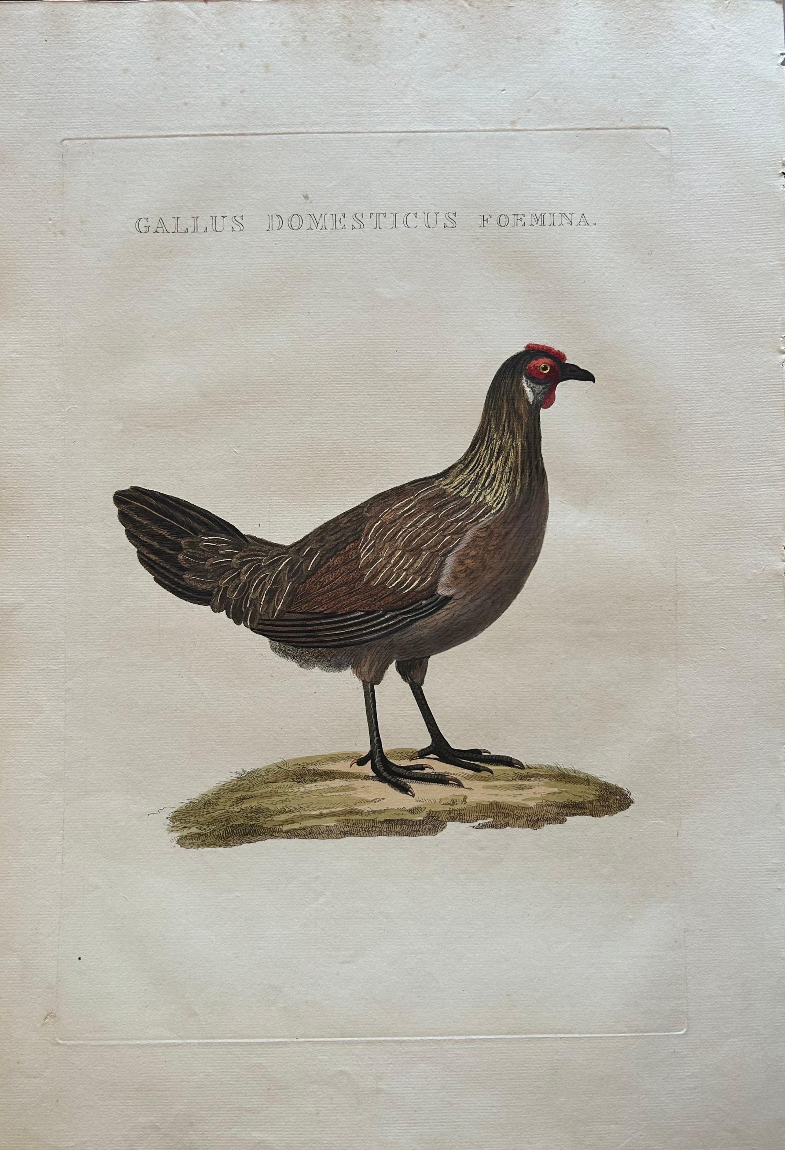 Dutch Hen – Gallus Domesticus Foemina – Nozeman & Sepp Antique Bird Print, c.1829 For Sale