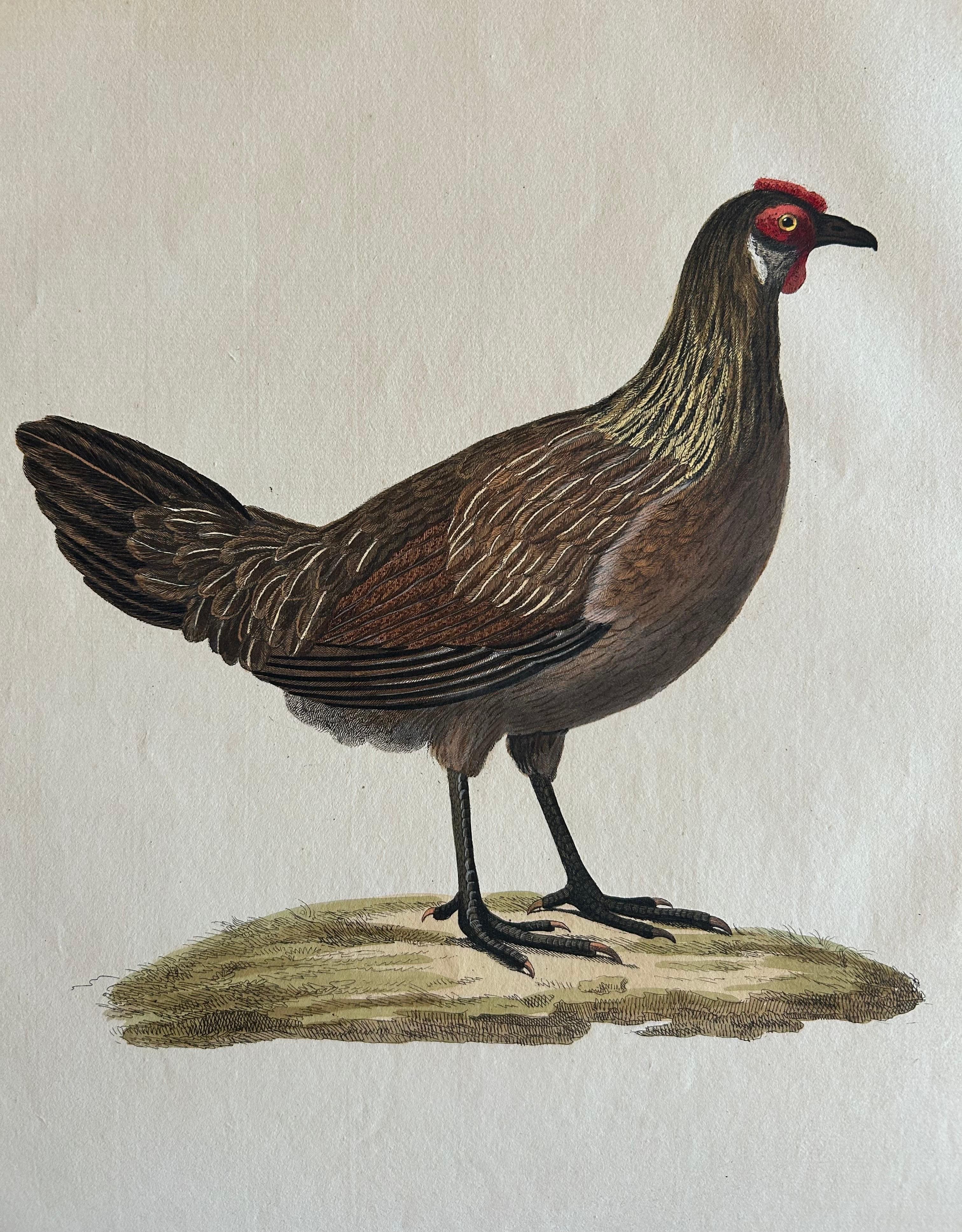 Engraved Hen – Gallus Domesticus Foemina – Nozeman & Sepp Antique Bird Print, c.1829 For Sale