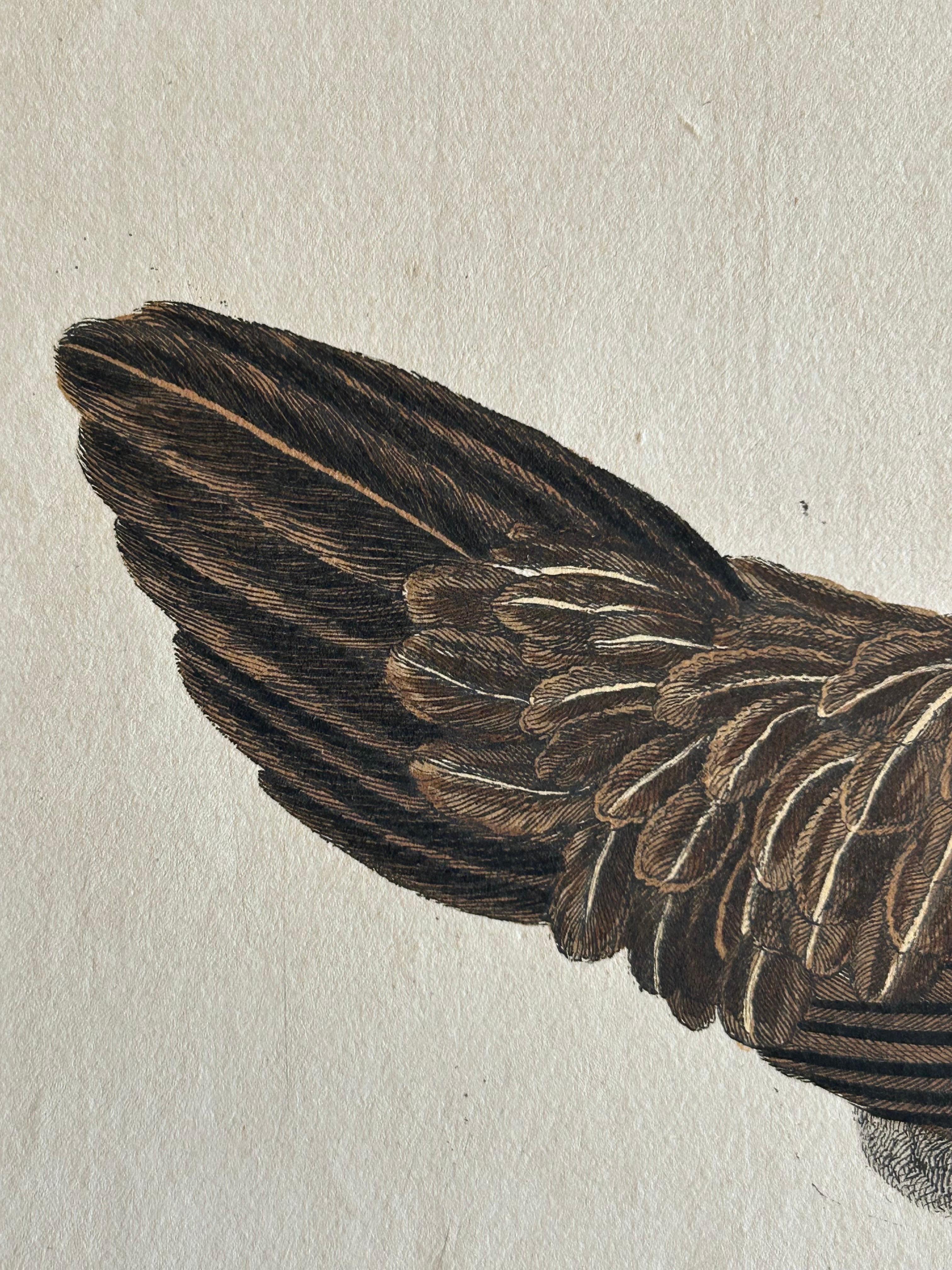 19th Century Hen – Gallus Domesticus Foemina – Nozeman & Sepp Antique Bird Print, c.1829 For Sale