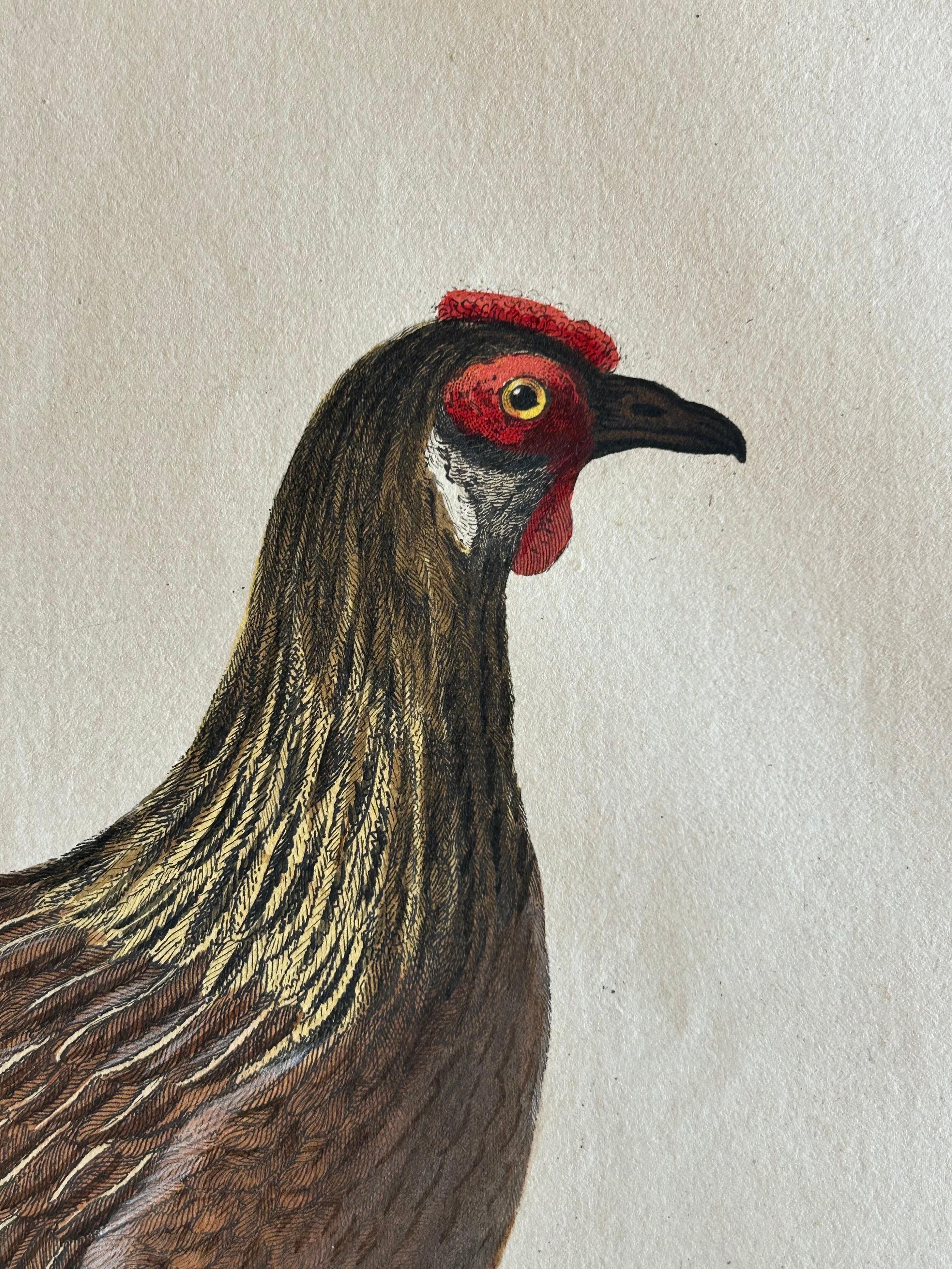 Hen – Gallus Domesticus Foemina – Nozeman & Sepp Antique Bird Print, c.1829 For Sale 1