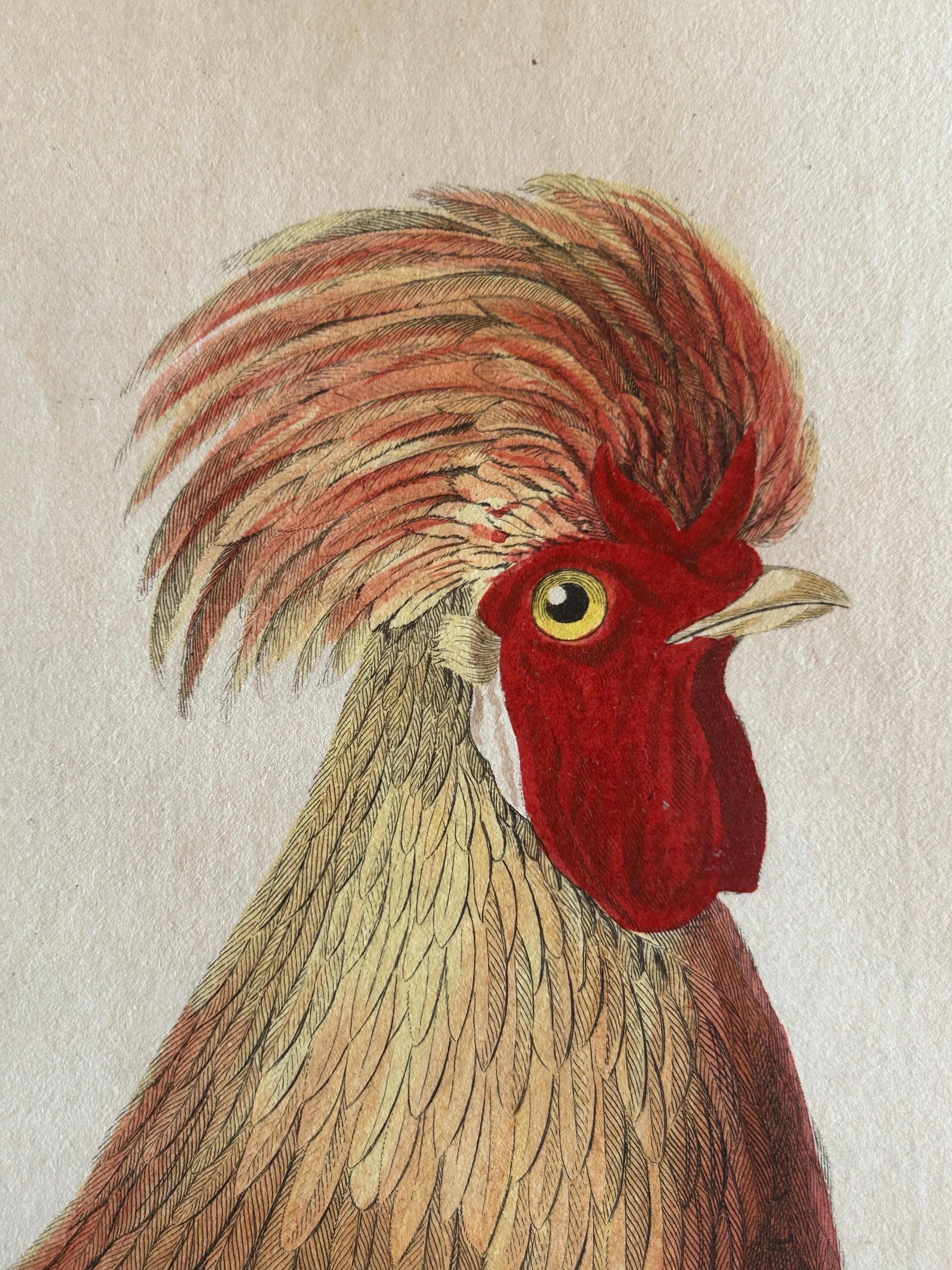 19th Century Rooster – Gallus Domesticus Mas – Antique Poultry Print by Sepp & Nozeman c.1829 For Sale