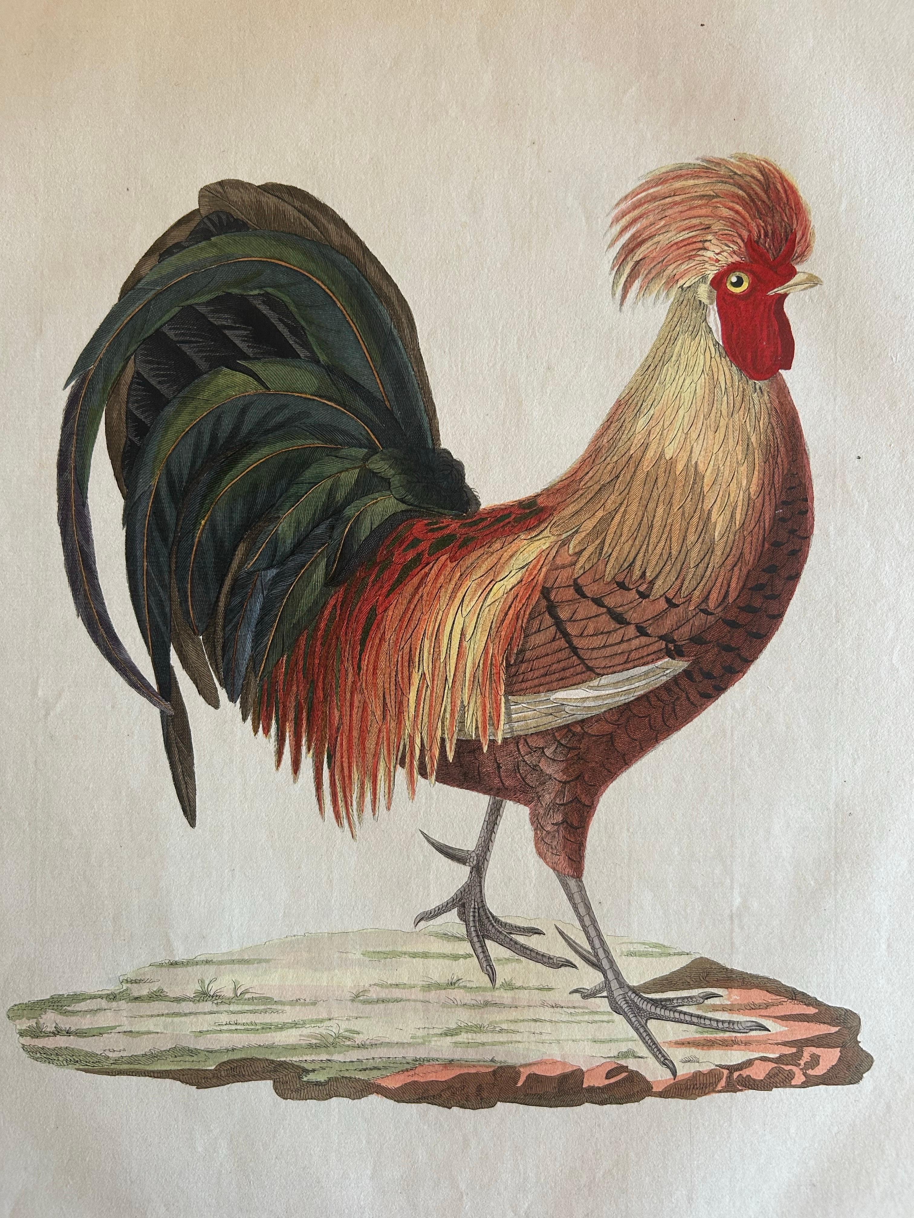 Paper Rooster – Gallus Domesticus Mas – Antique Poultry Print by Sepp & Nozeman c.1829 For Sale