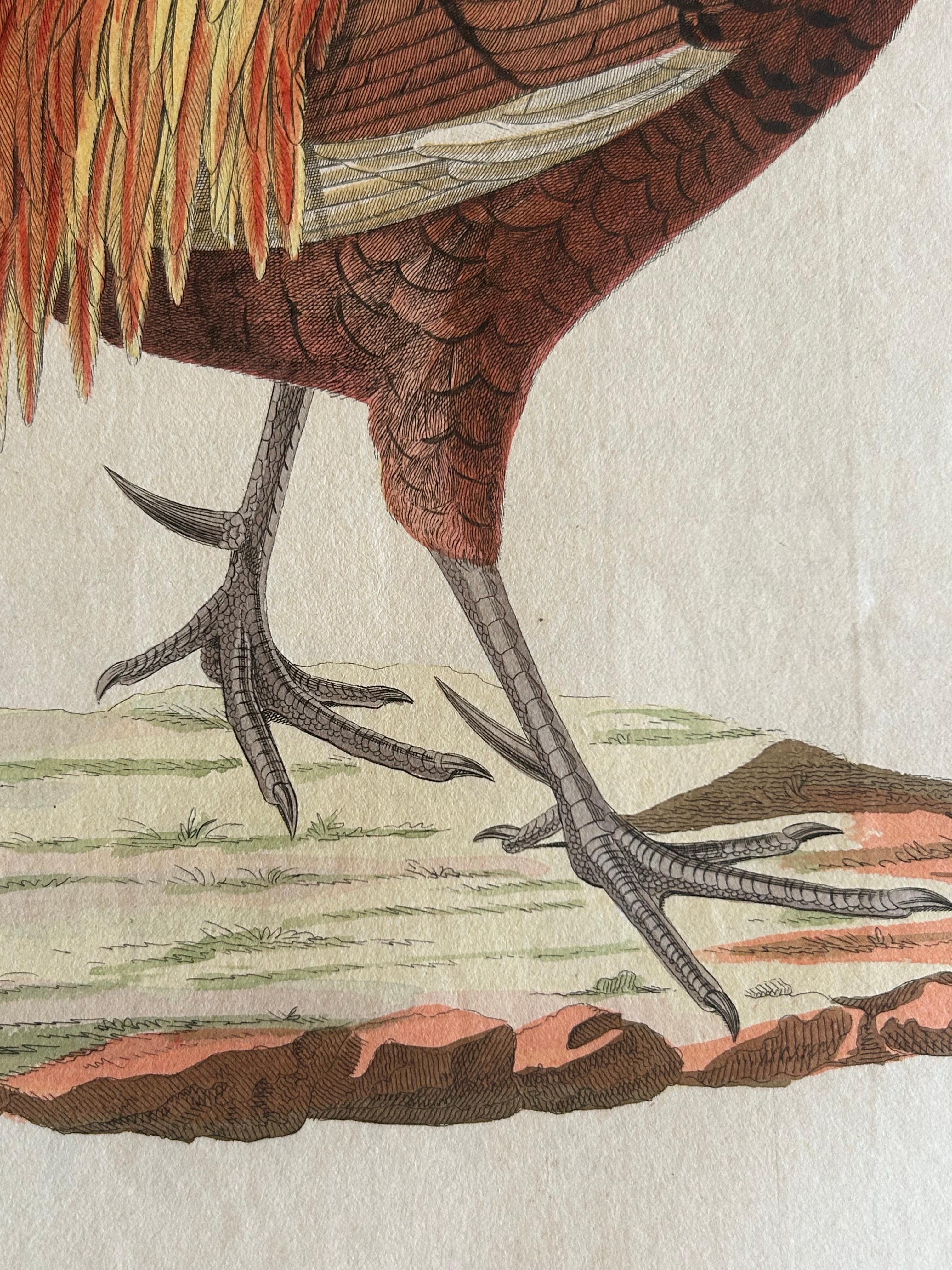 antique rooster