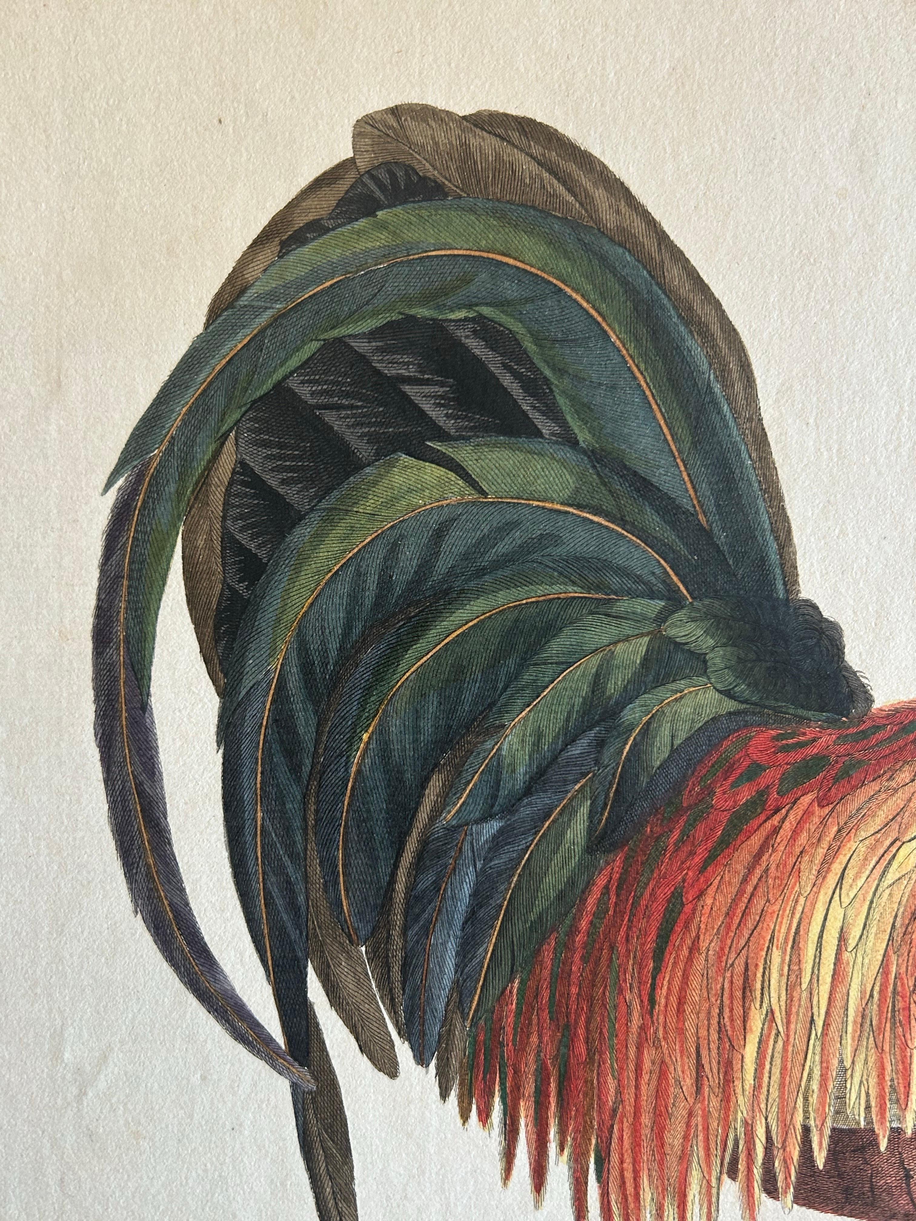 Engraved Rooster – Gallus Domesticus Mas – Antique Poultry Print by Sepp & Nozeman c.1829 For Sale