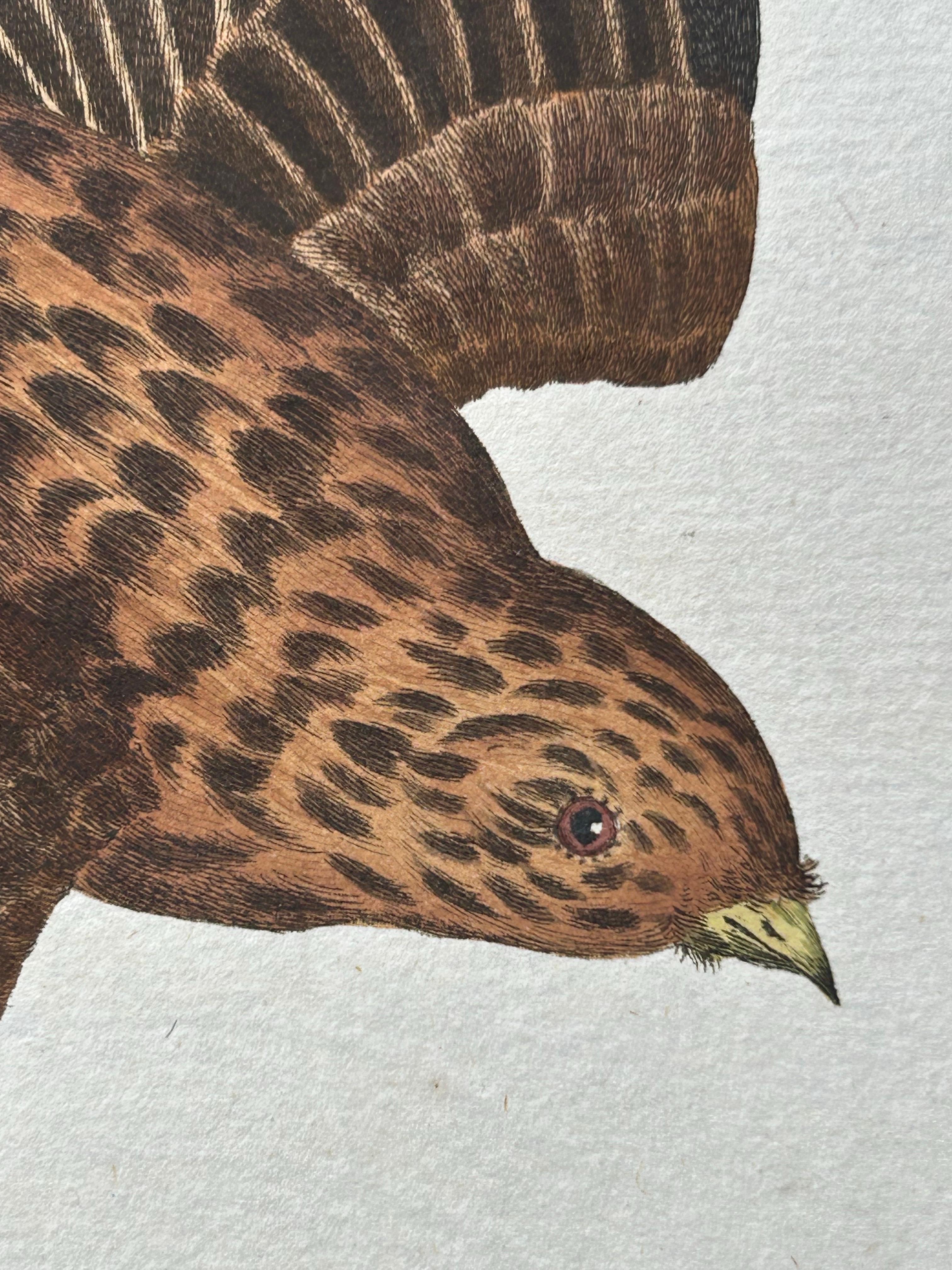 Impression oiseau ancienne du Twite par Sepp & Nozeman, 1809 Bon état - En vente à Langweer, NL