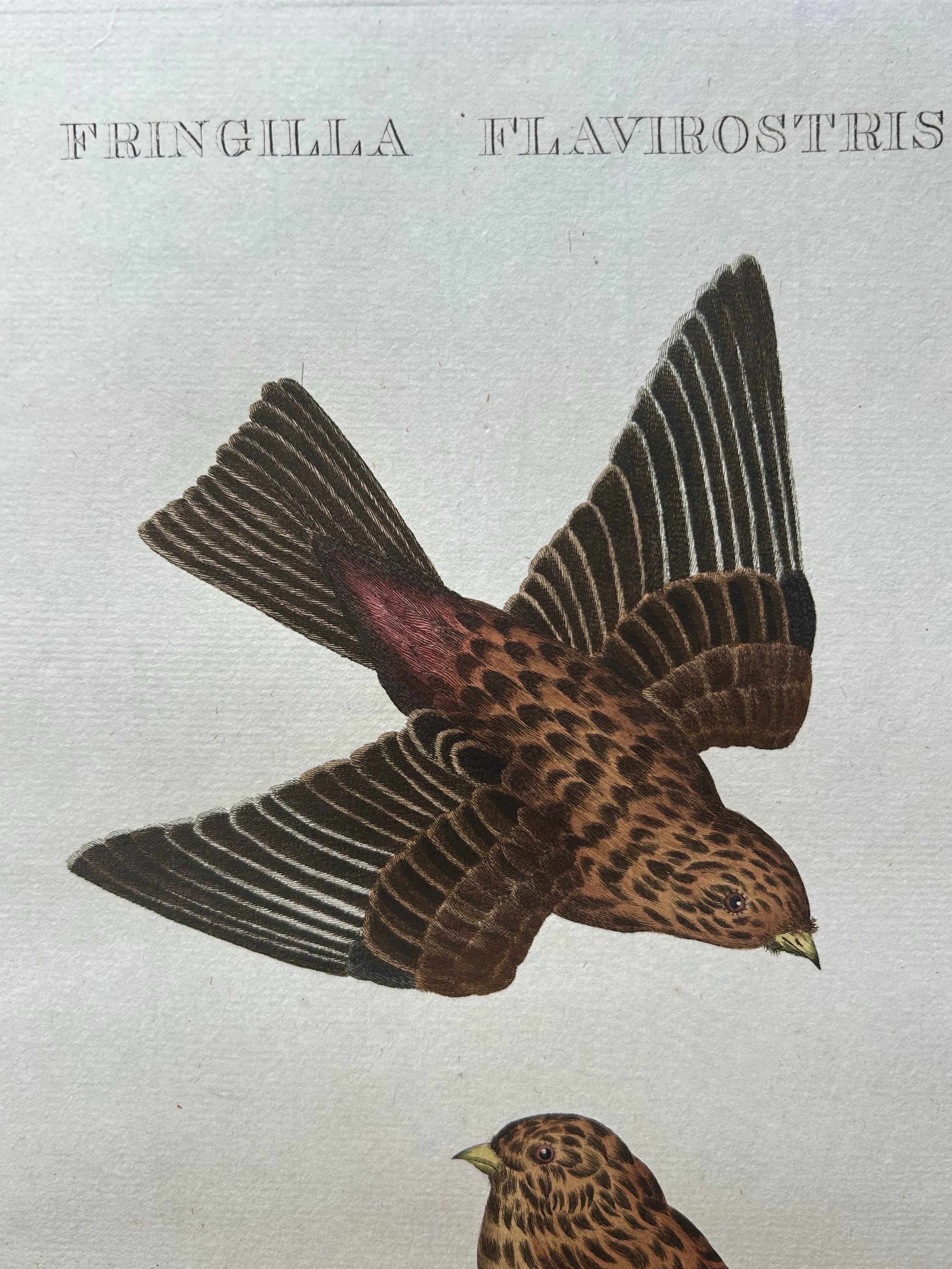 Gravé Impression oiseau ancienne du Twite par Sepp & Nozeman, 1809 en vente