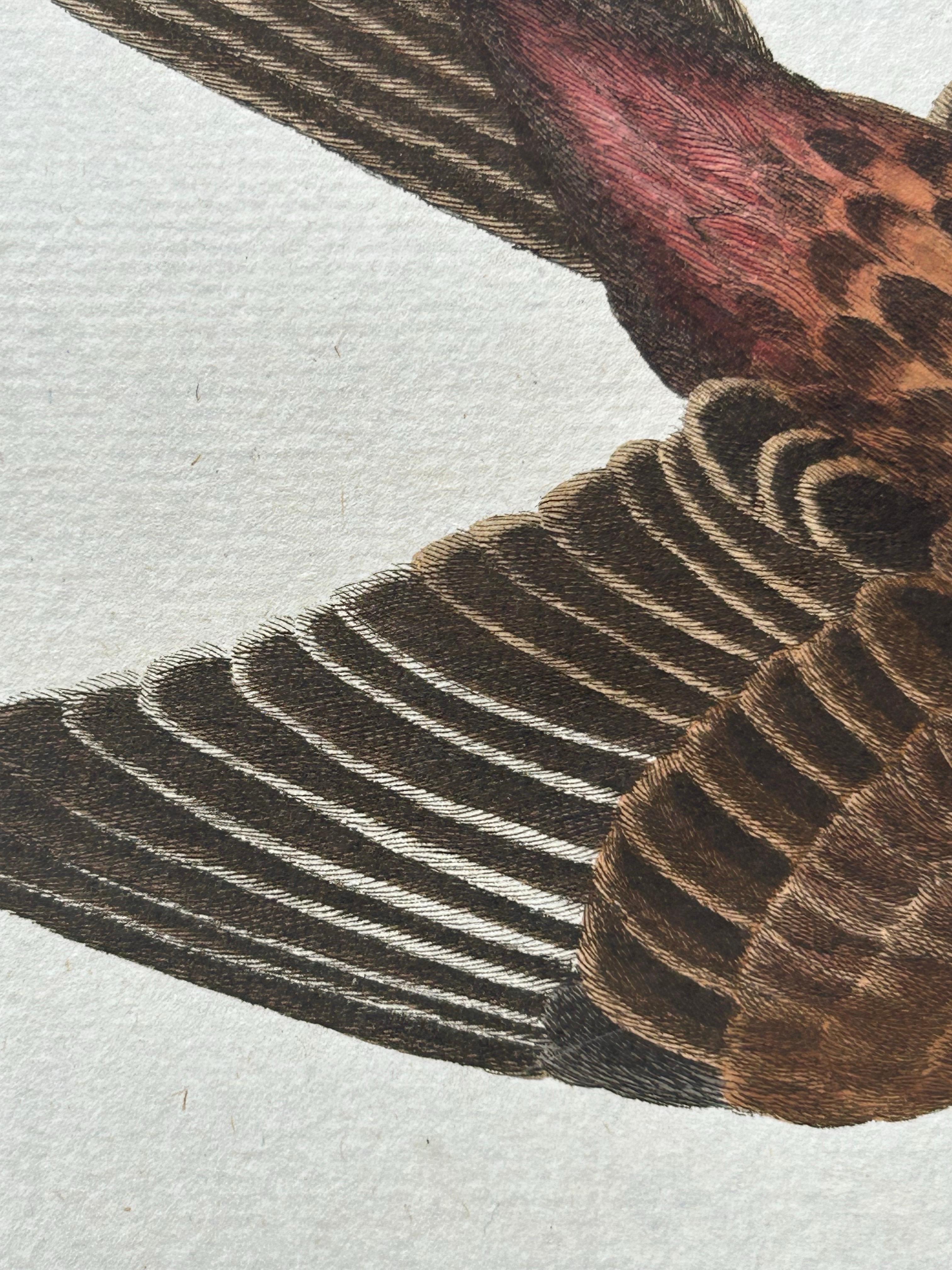 XIXe siècle Impression oiseau ancienne du Twite par Sepp & Nozeman, 1809 en vente