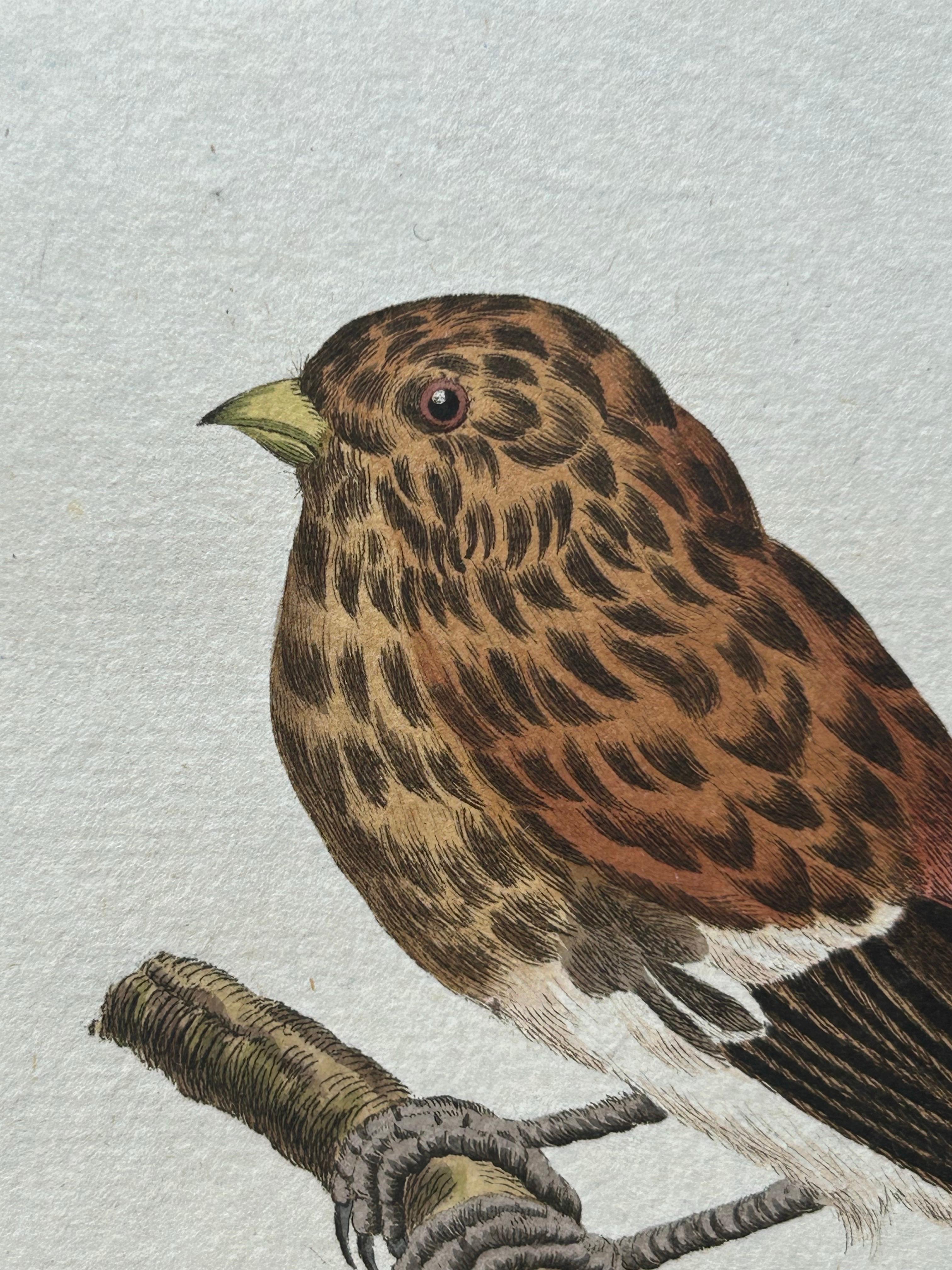 Papier Impression oiseau ancienne du Twite par Sepp & Nozeman, 1809 en vente