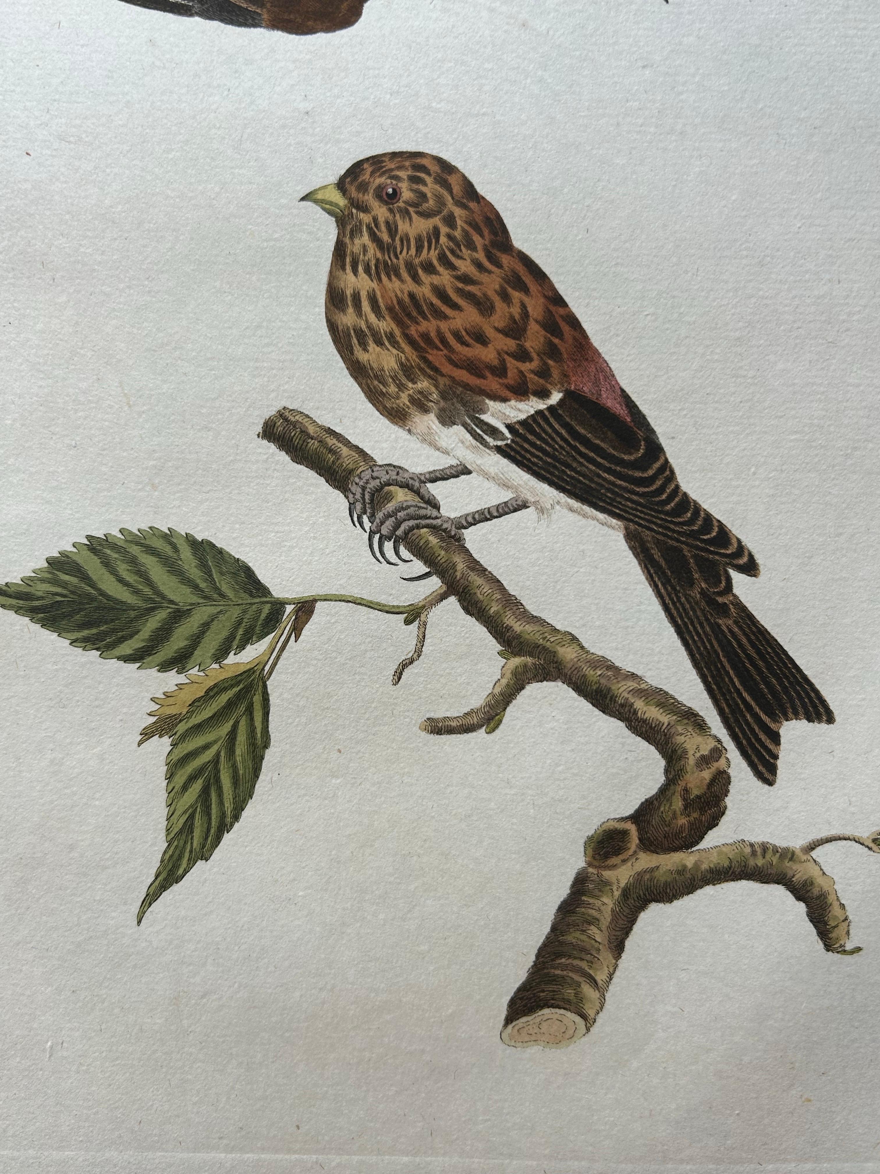 Gravure ancienne intitulée 'Fringilla Flavirostris'. Cette estampe représente le twite (néerlandais : frater). La linotte (Linaria flavirostris) est un petit passereau brun de la famille des fringillidés. Sa taille et sa forme sont similaires à