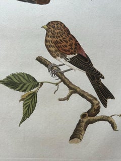 Twite - Fringilla Flavirostris - Stampa antica di uccelli colorati a mano, 1809