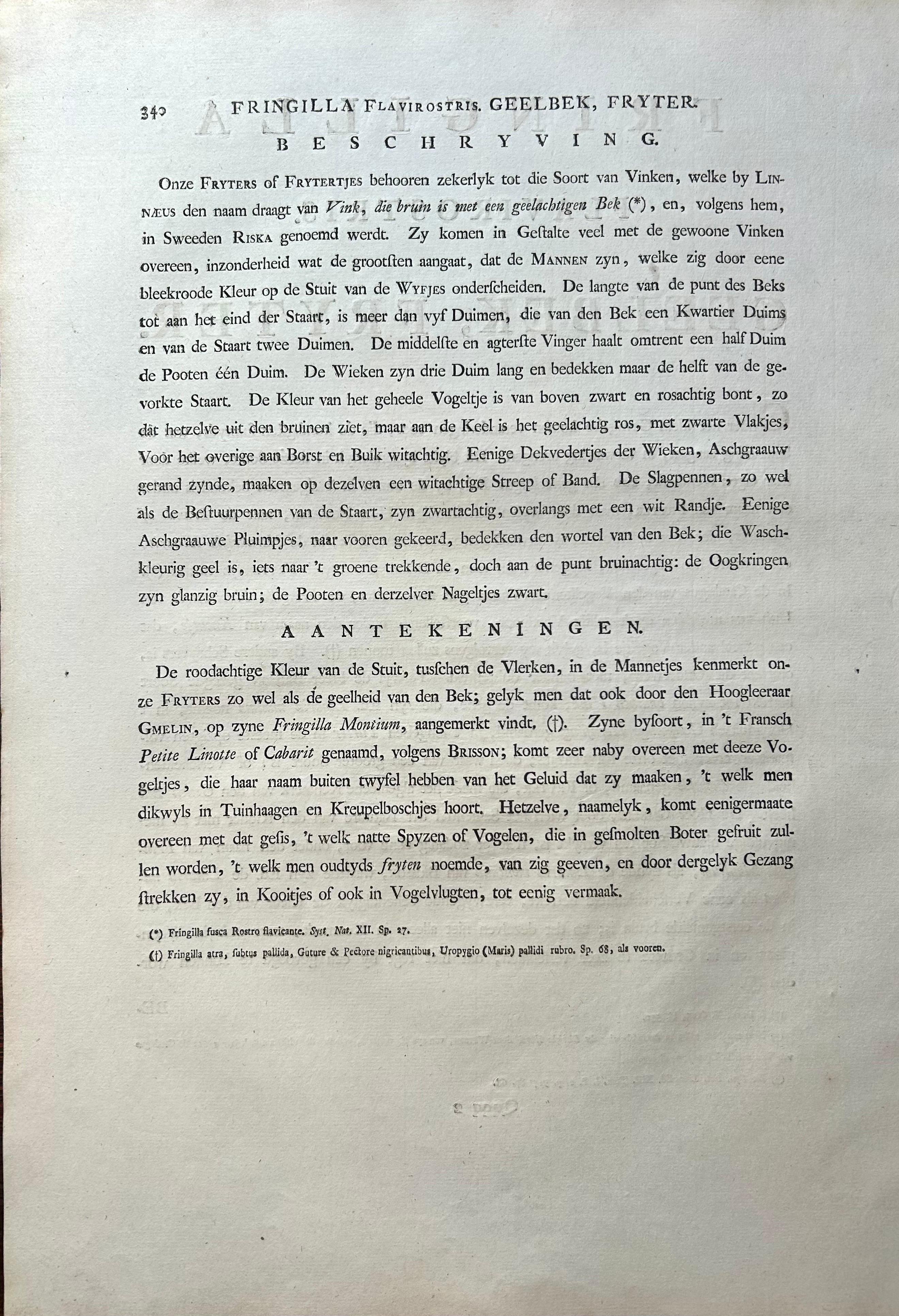 Impression oiseau ancienne du Twite par Sepp & Nozeman, 1809 en vente 1