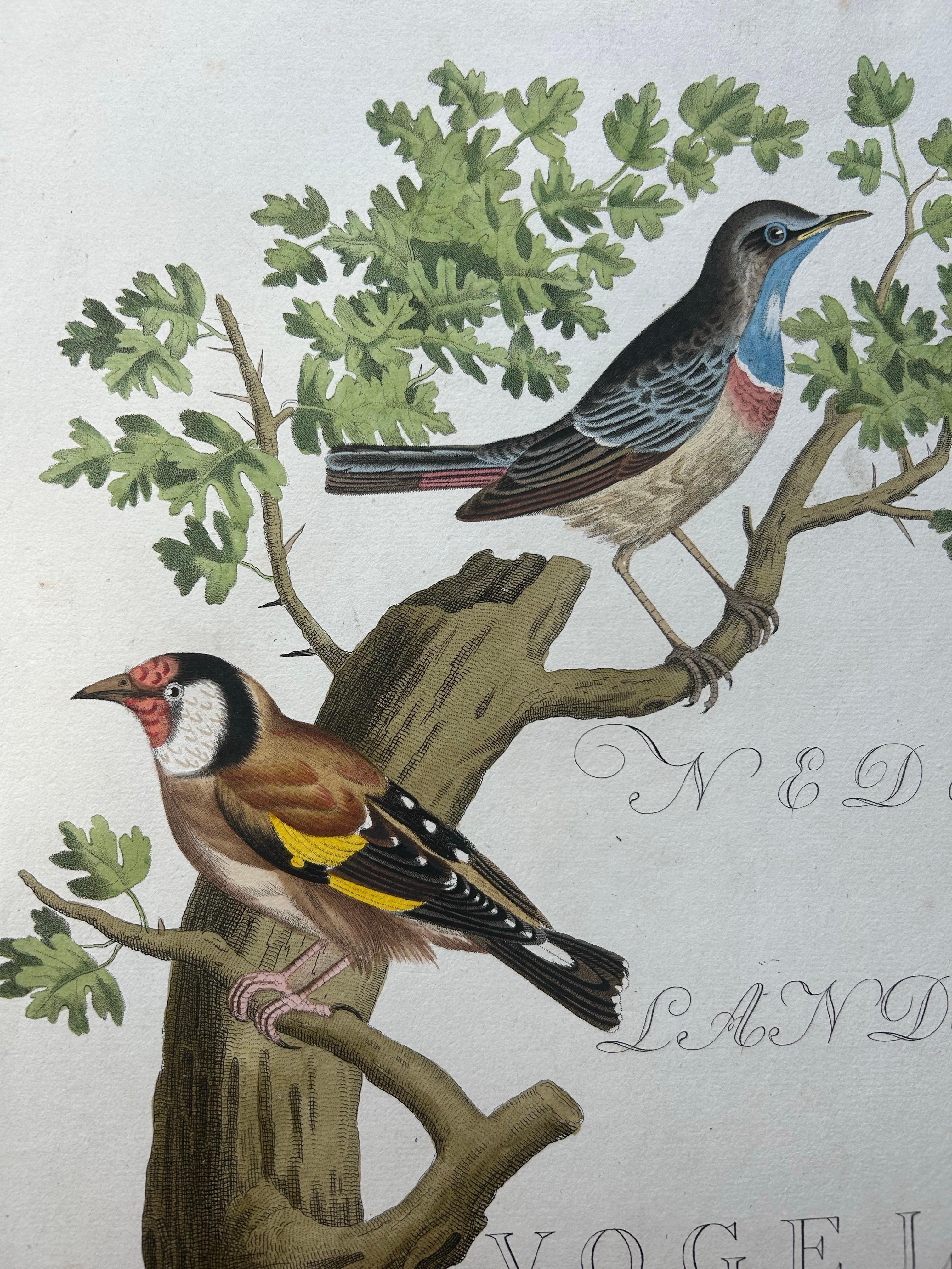 Frontispiece – Nederlandsche Vogelen Vol. V by Nozeman & Sepp, 1829 In Good Condition For Sale In Langweer, NL