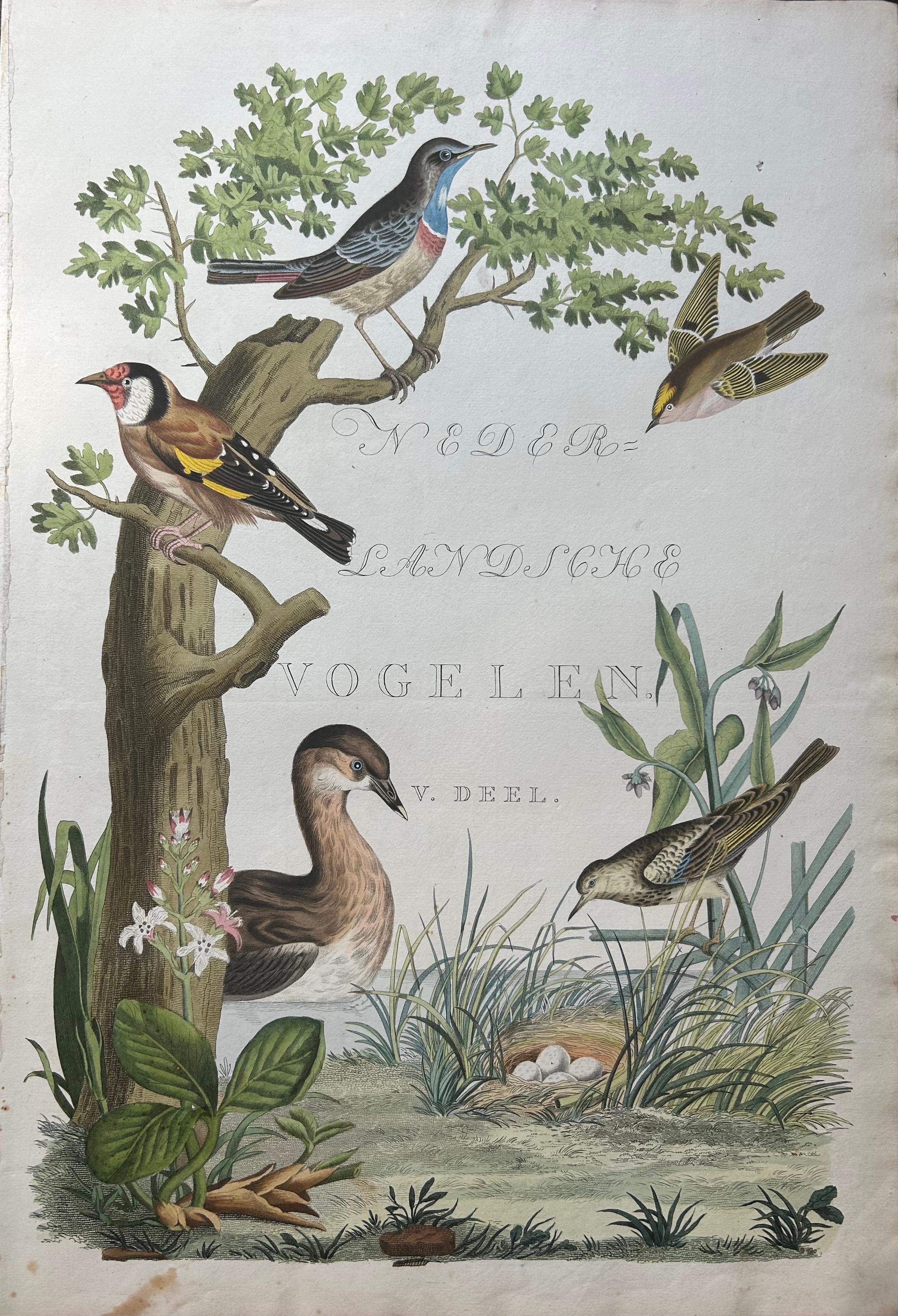 Frontispiece – Nederlandsche Vogelen Vol. V by Nozeman & Sepp, 1829

Original hand-coloured frontispiece from volume V of Nederlandsche Vogelen; volgens hunne huisdouding, aert, en eigenschappen beschreeven, Amsterdam, 1770–1829, by Cornelis