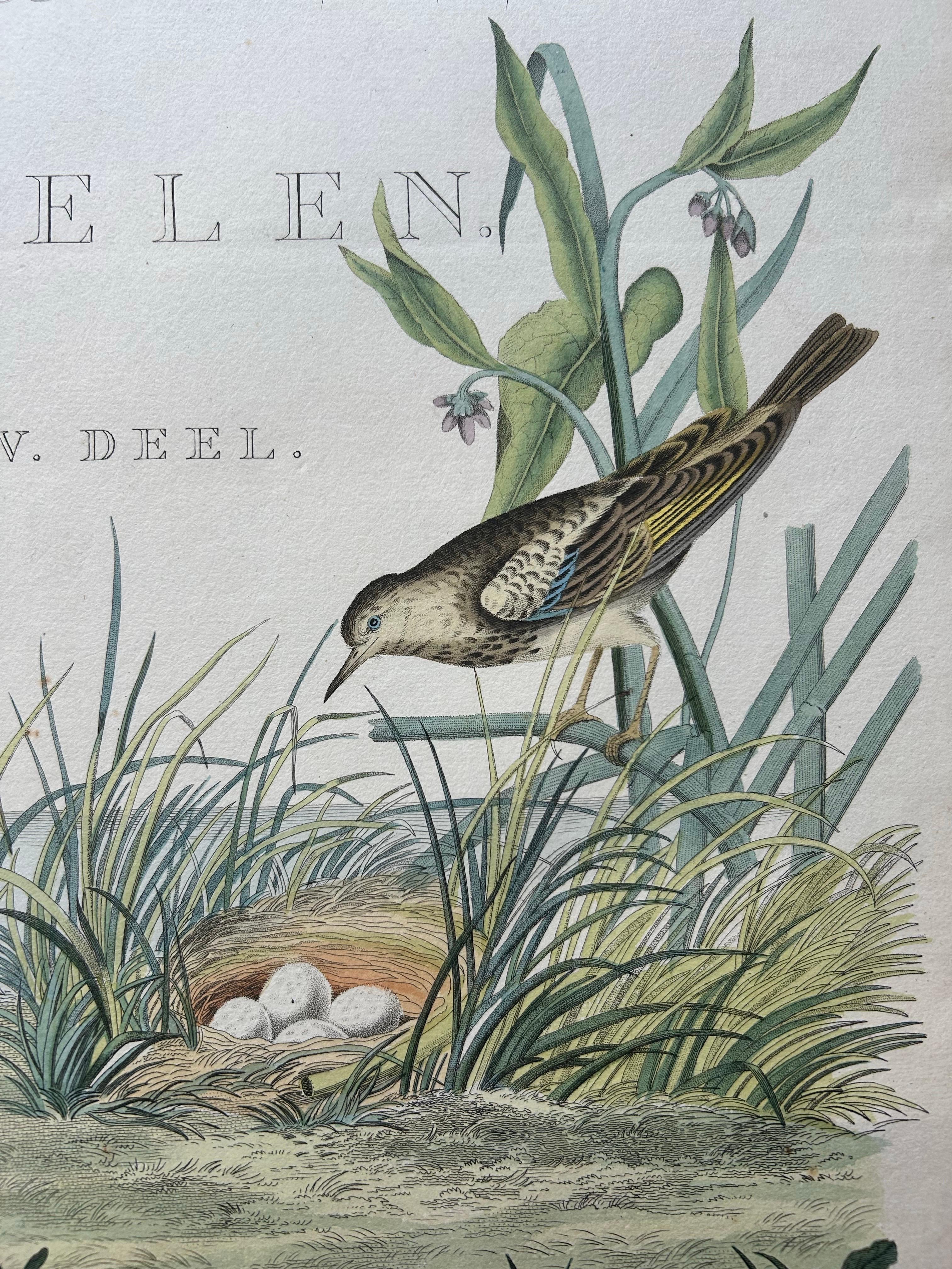 Dutch Frontispiece – Nederlandsche Vogelen Vol. V by Nozeman & Sepp, 1829 For Sale