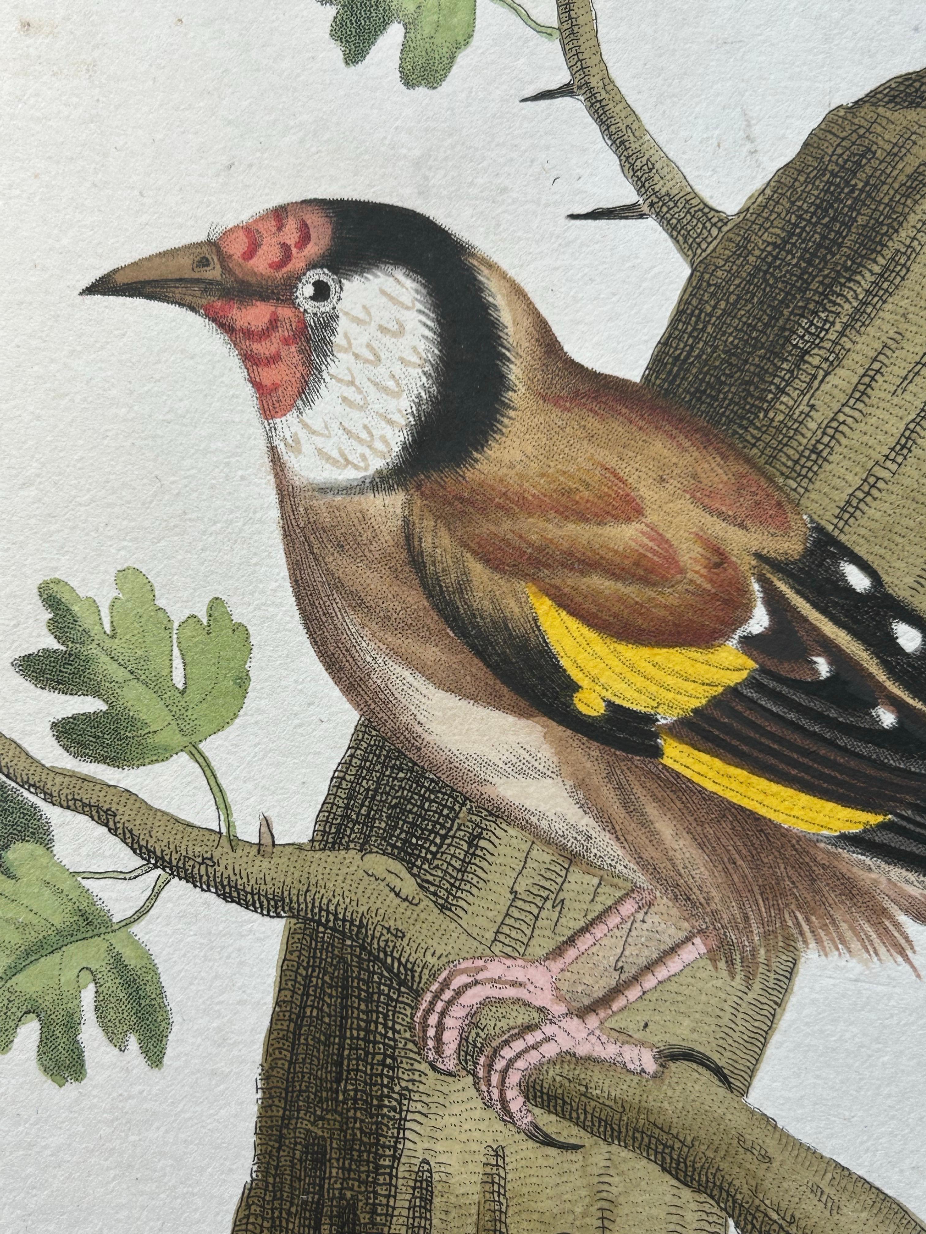 19th Century Frontispiece – Nederlandsche Vogelen Vol. V by Nozeman & Sepp, 1829 For Sale