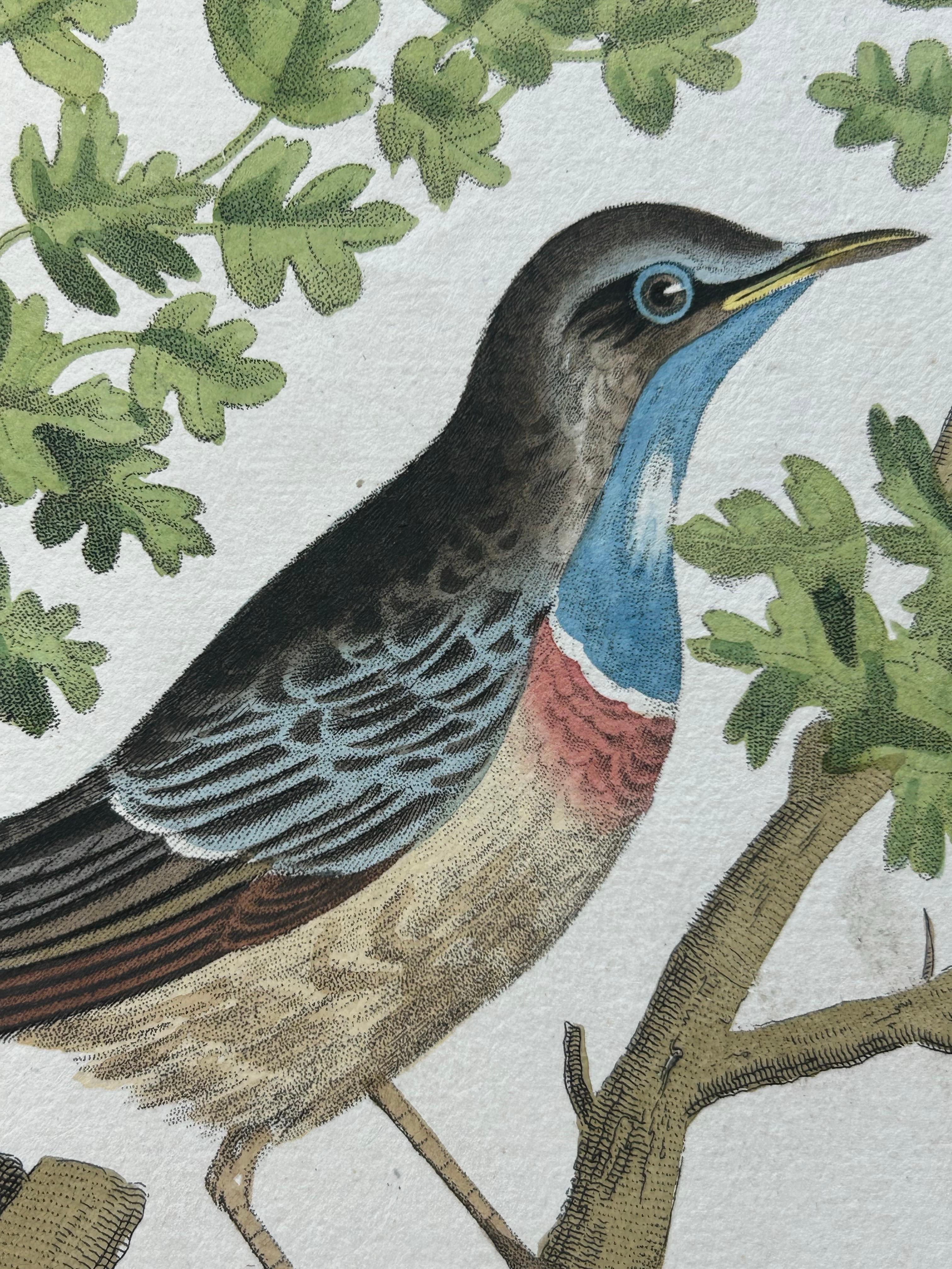Paper Frontispiece – Nederlandsche Vogelen Vol. V by Nozeman & Sepp, 1829 For Sale