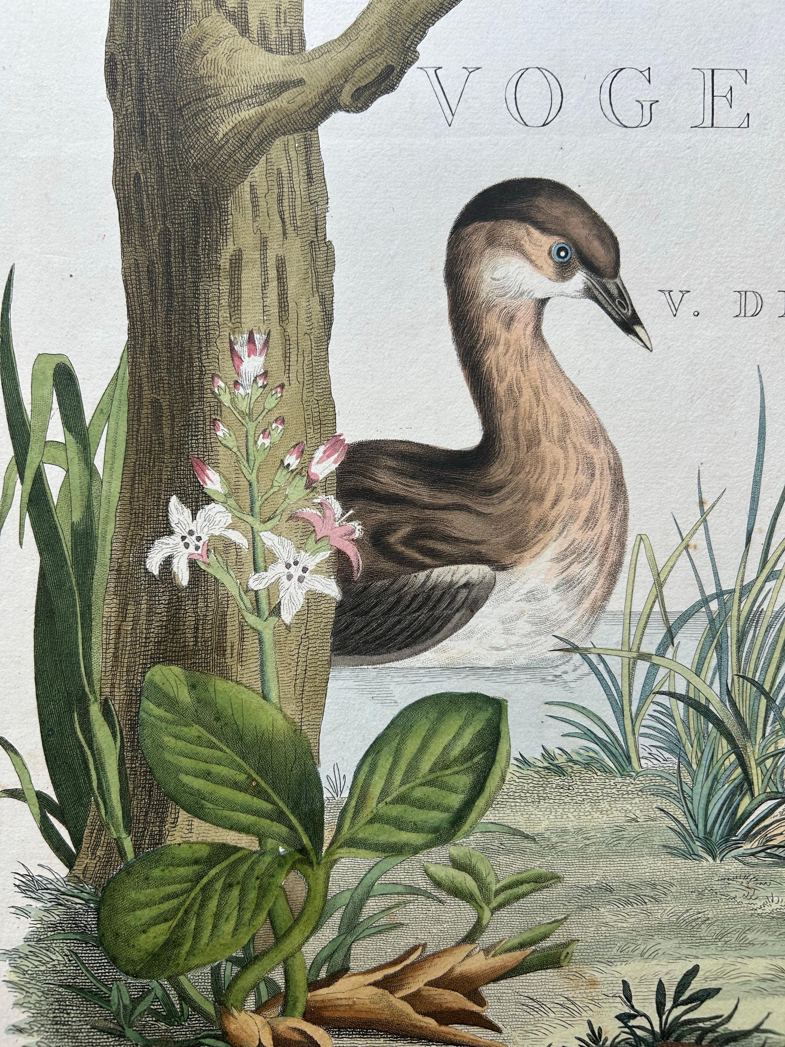 Frontispiece – Nederlandsche Vogelen Vol. V by Nozeman & Sepp, 1829 For Sale 4