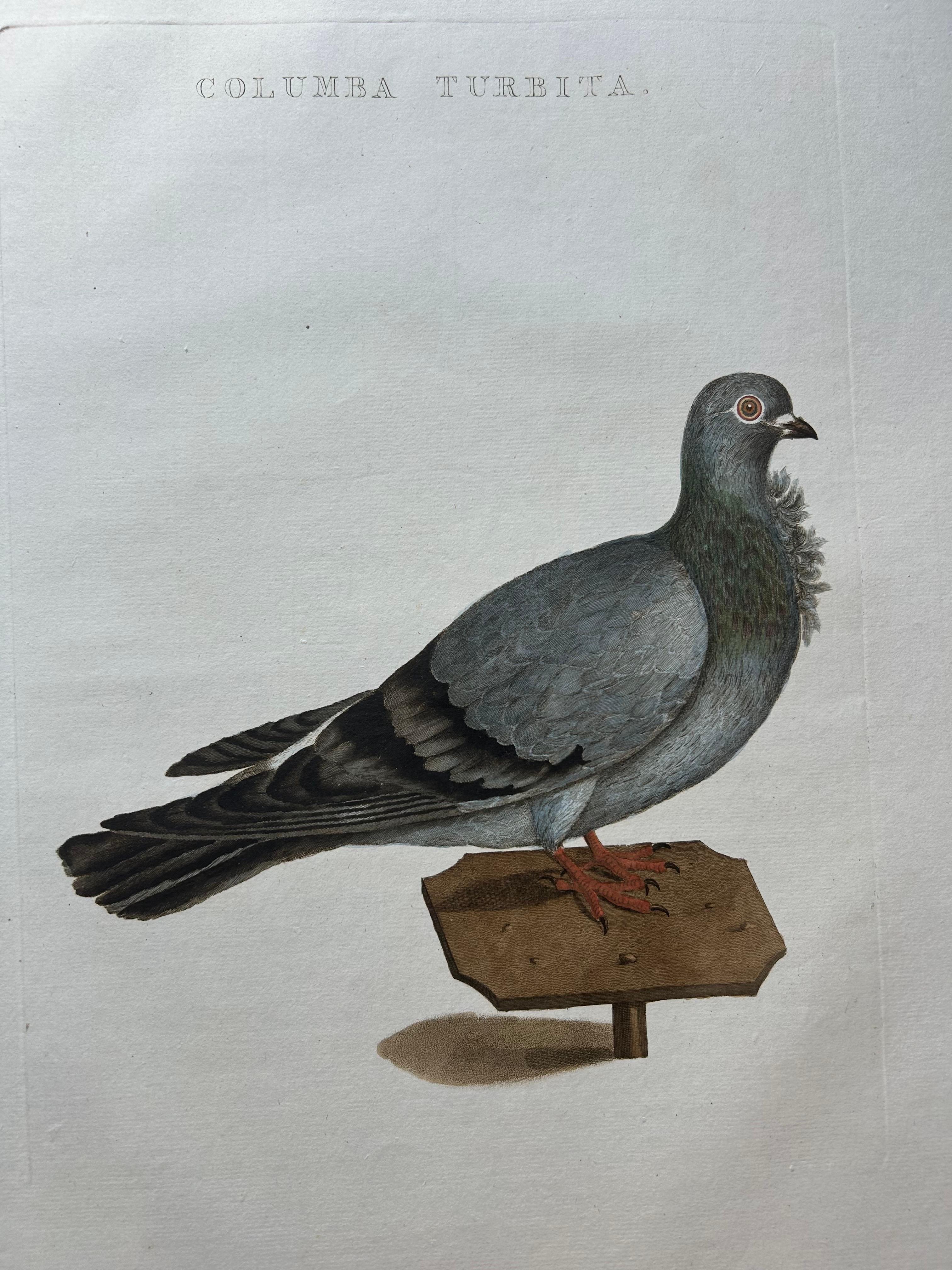Columba Turbita – Antique Pigeon Print by Nozeman & Sepp, 1829

This finely hand-coloured engraving depicts the Columba Turbita, a distinctive pigeon breed known in the Netherlands as the 