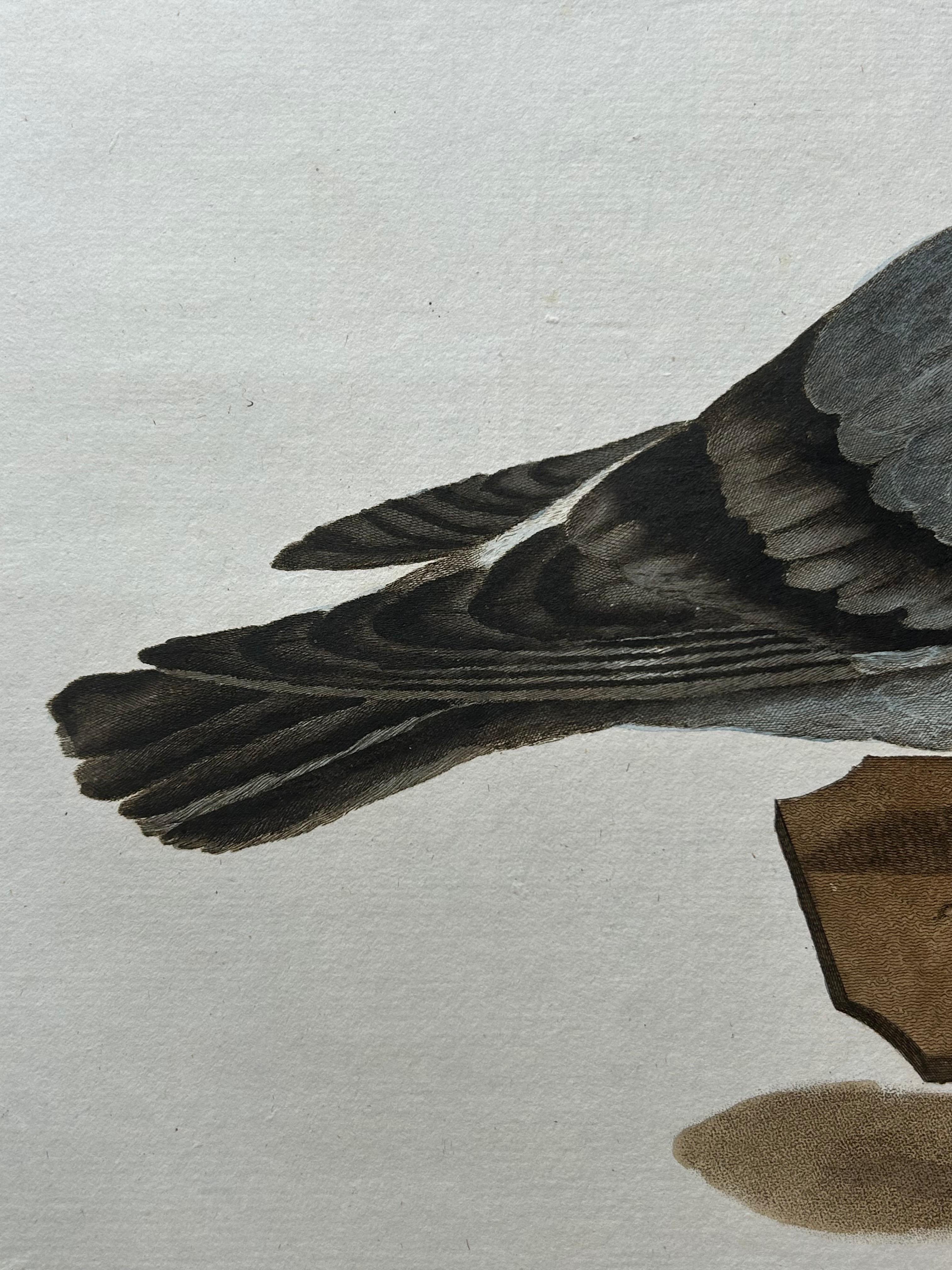 Engraved Columba Turbita – Antique Pigeon Print by Nozeman & Sepp, 1829 For Sale