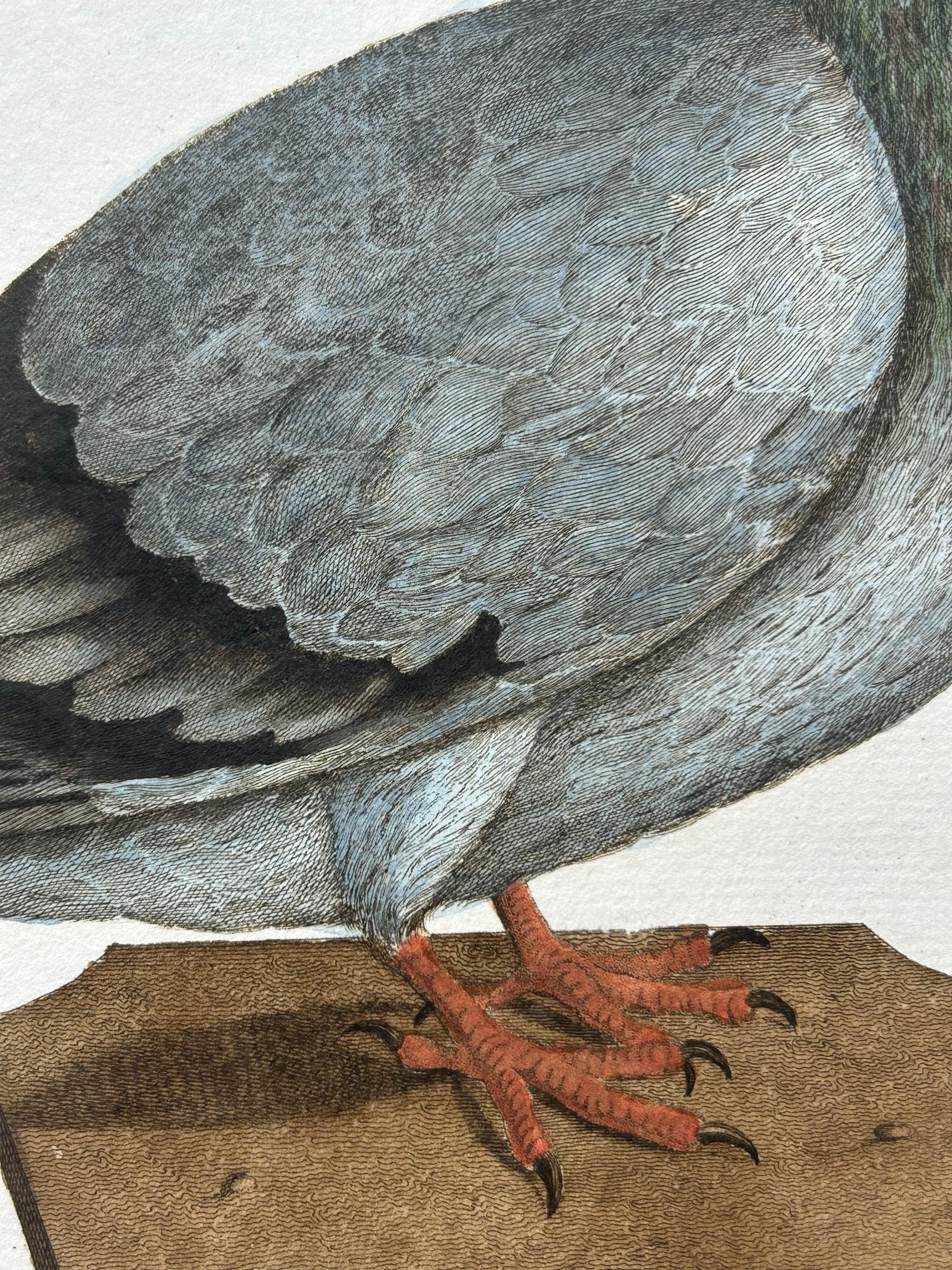 Paper Columba Turbita – Antique Pigeon Print by Nozeman & Sepp, 1829 For Sale